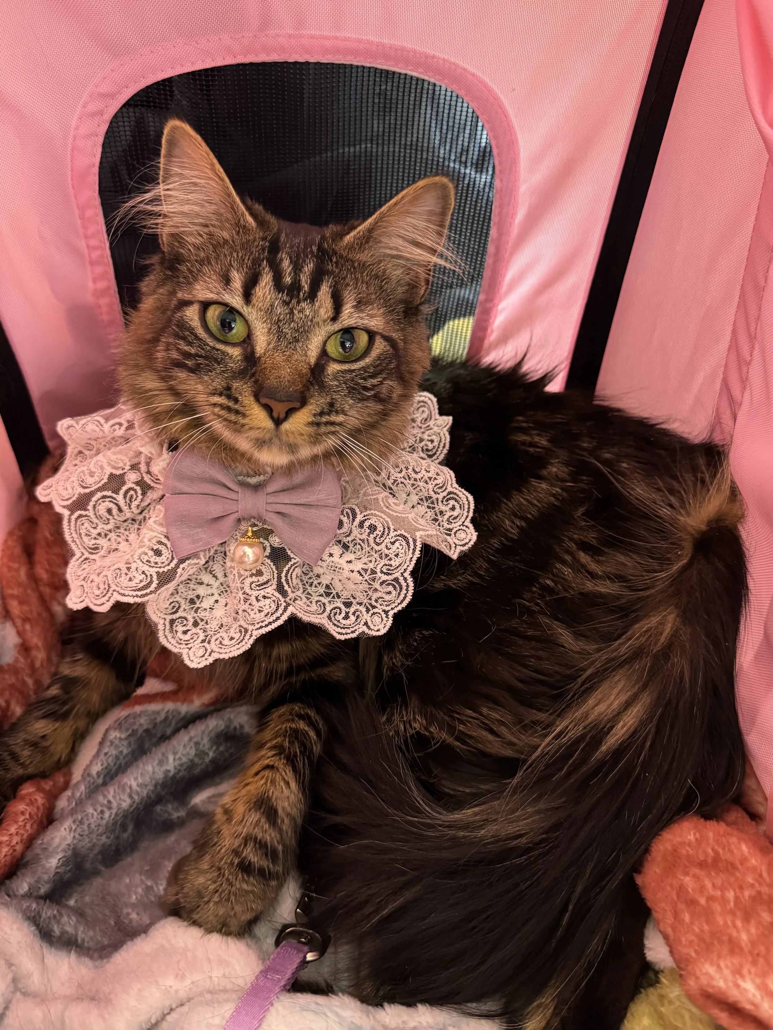 A tabby cat wearing a purple collar with a lace bow and pearl pendant, lying on a soft pink blanket inside a pink pet tent.