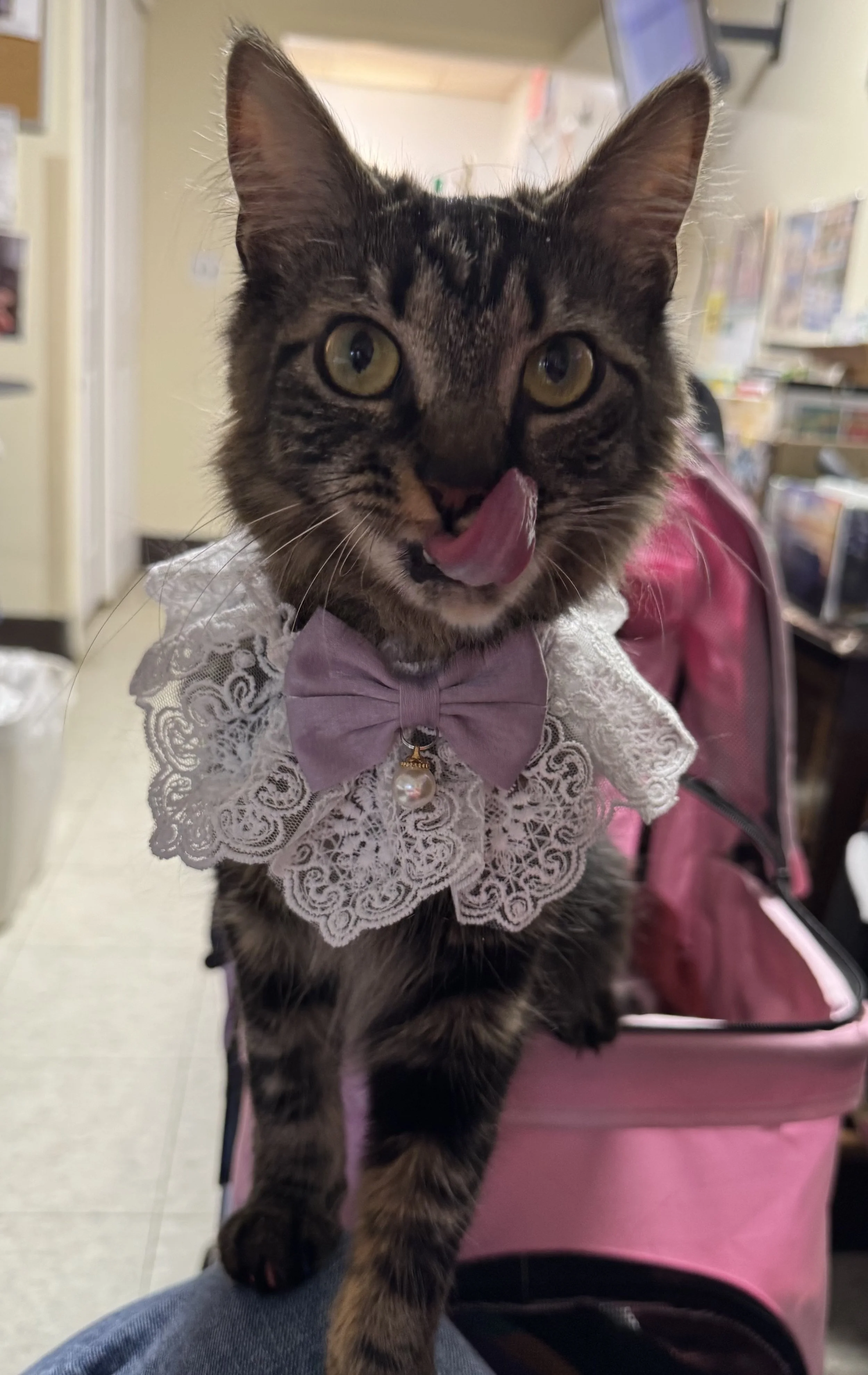A tabby cat with yellow-green eyes licking its nose while wearing a pink bow tie and a lace collar. The cat is sitting on a white surface in an indoor setting with shelves and a person wearing a pink garment in the background.