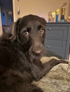 Soulful Sidney.jpg
