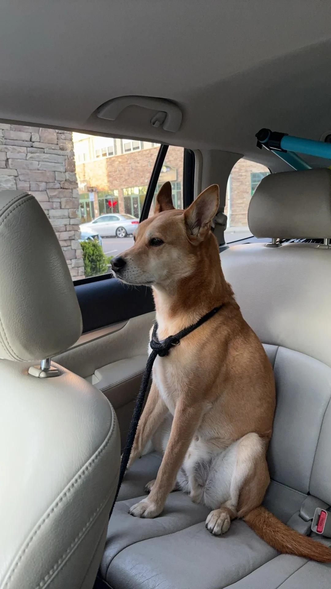 A brown dog sitting inside the back seat of a vehicle, looking out the window.