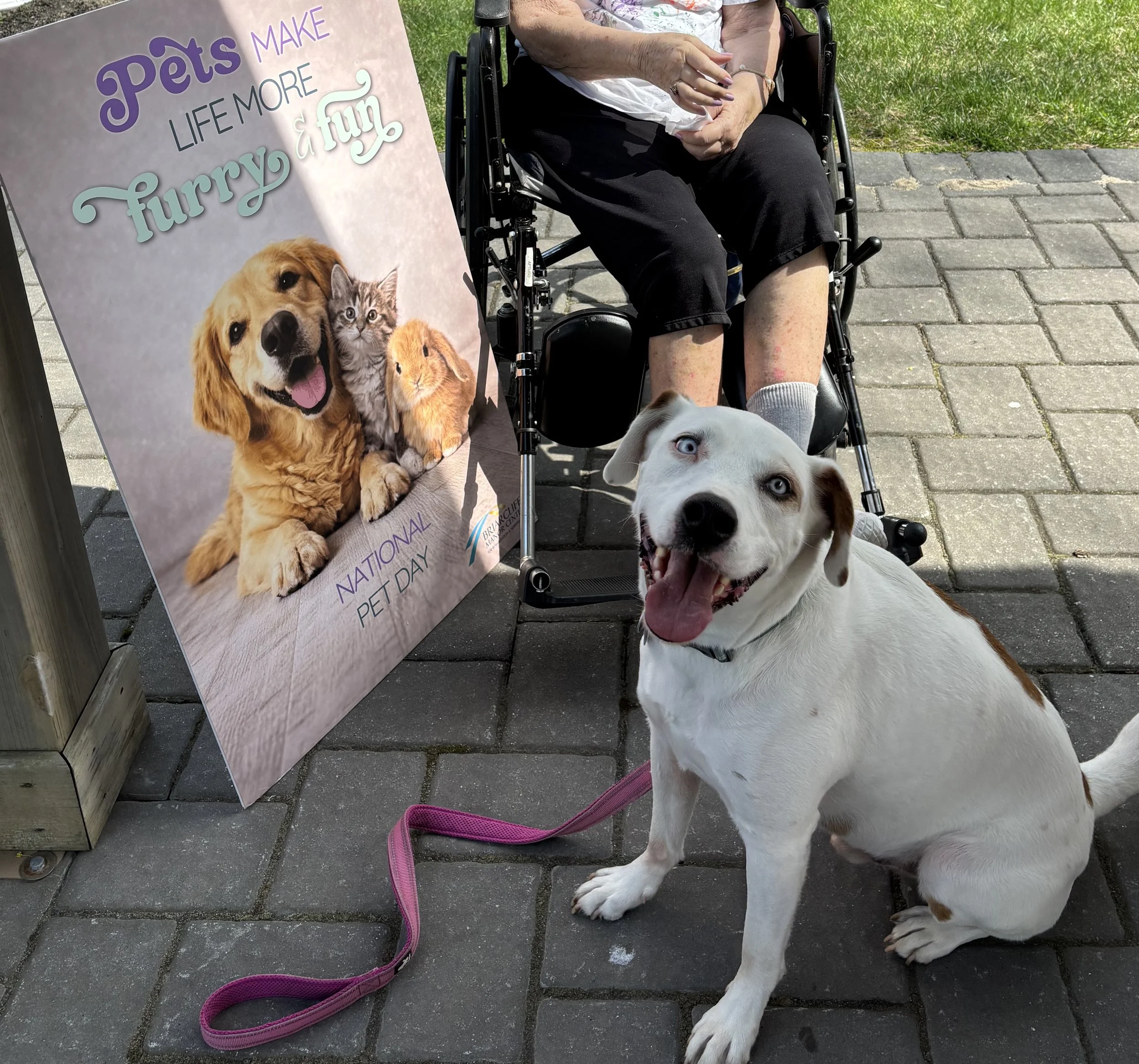 A dog with white fur and brown spots on its face and ear, sitting on a brick sidewalk, looking up with mouth open. Nearby is a pink leash. To the left, a large sign features a picture of a dog, a kitten, and a rabbit with text celebrating National Pe