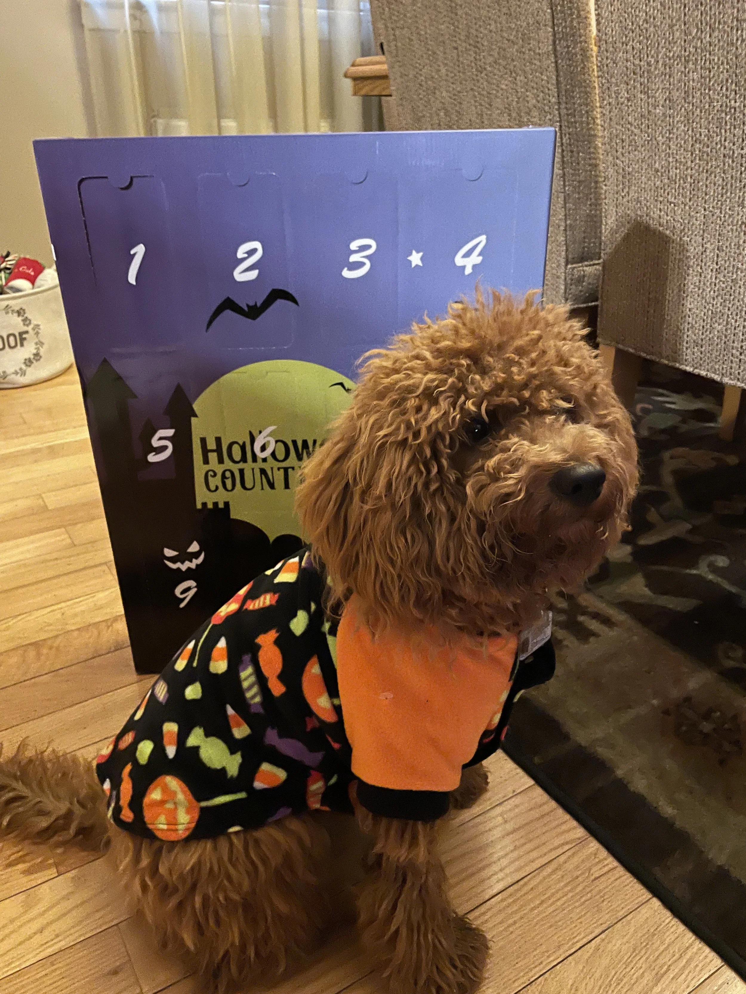A brown poodle dog dressed in a Halloween costume with orange and black colors, sitting on a wooden floor. There is a purple Halloween countdown calendar with numbers 1 to 5 and Halloween-themed decorations behind the dog.