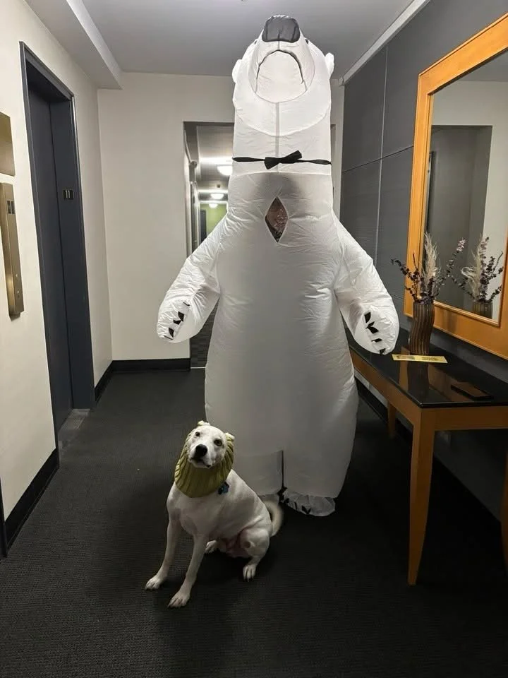 Dog wearing a green scarf sitting next to a large inflatable polar bear in a hallway.