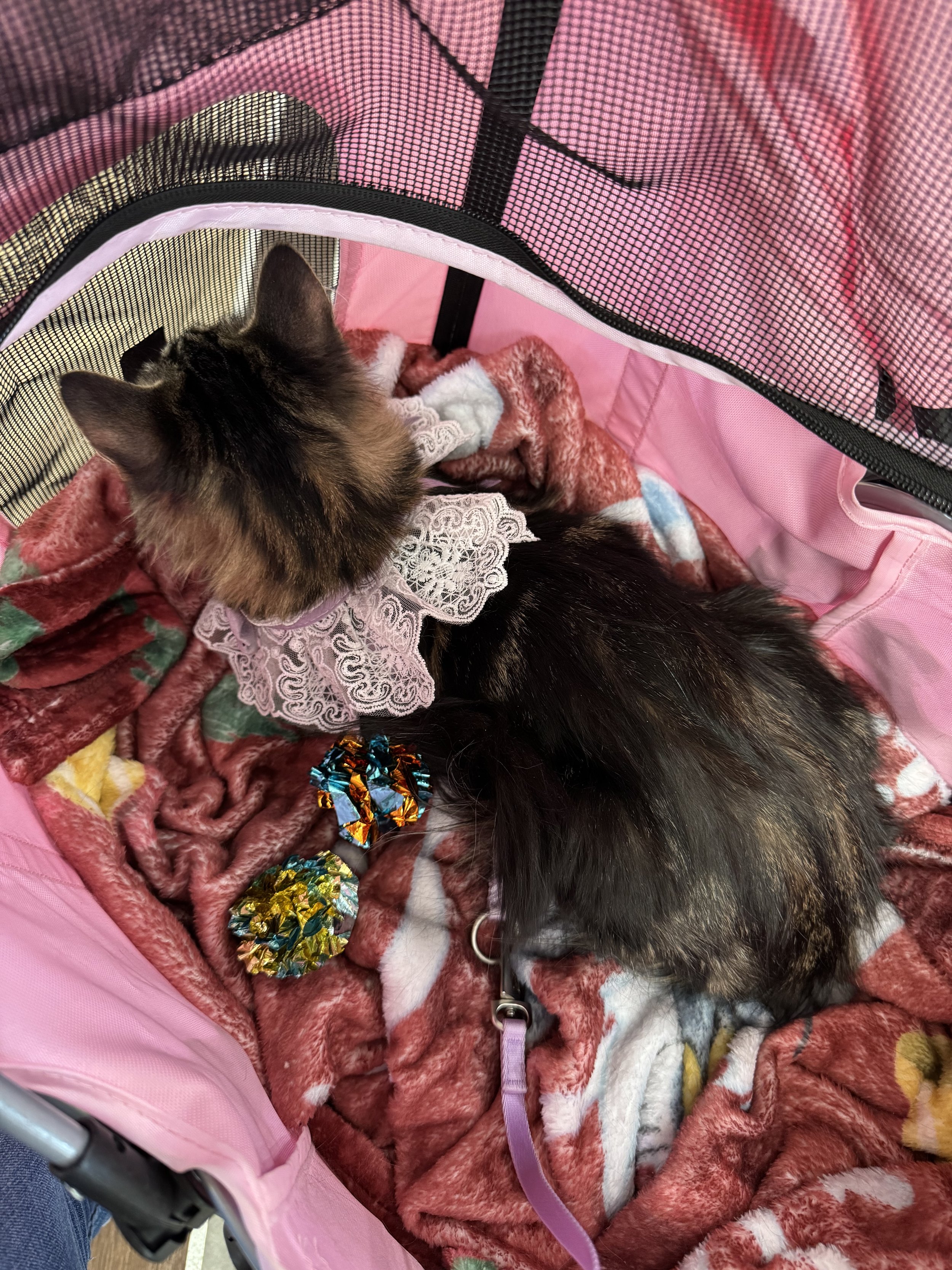 A black and brown cat lying on a pink and red blanket inside a pink pet carrier, with colorful foil-wrapped chocolates nearby.
