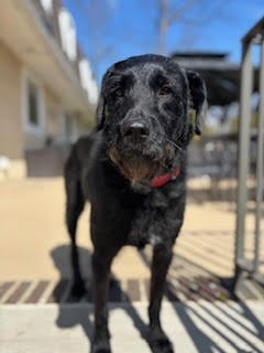 A black dog with a red collar standing outdoors on a wooden surface, with a house and blue sky in the background.