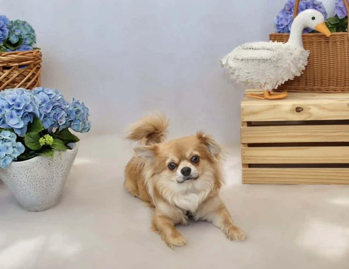 Small tan dog with fluffy tail lying on the floor near a white wall. To the left, a white pot with blue hydrangeas. To the right, a wooden box with a plush swan and a basket of purple and blue flowers.