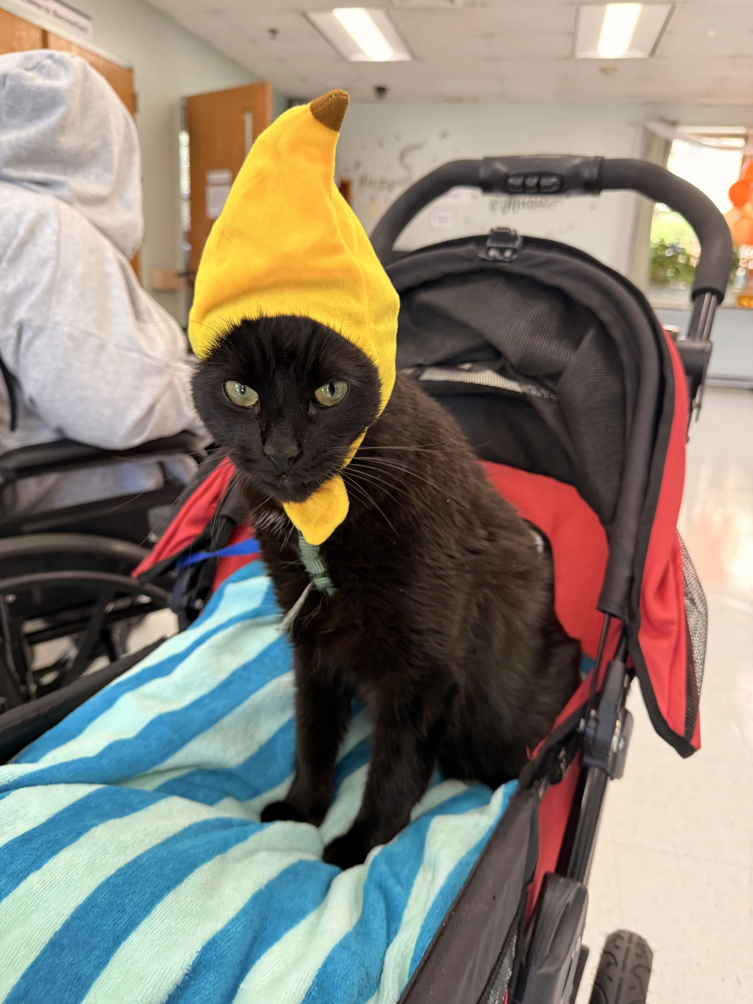 A black cat wearing a yellow costume hat with a brown tip on a stroller's seat. The stroller is red, and the background shows indoor lighting and a partly open door.