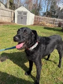 A black dog with a pink tongue standing on green grass in a backyard, with a shed and wooden fence in the background.