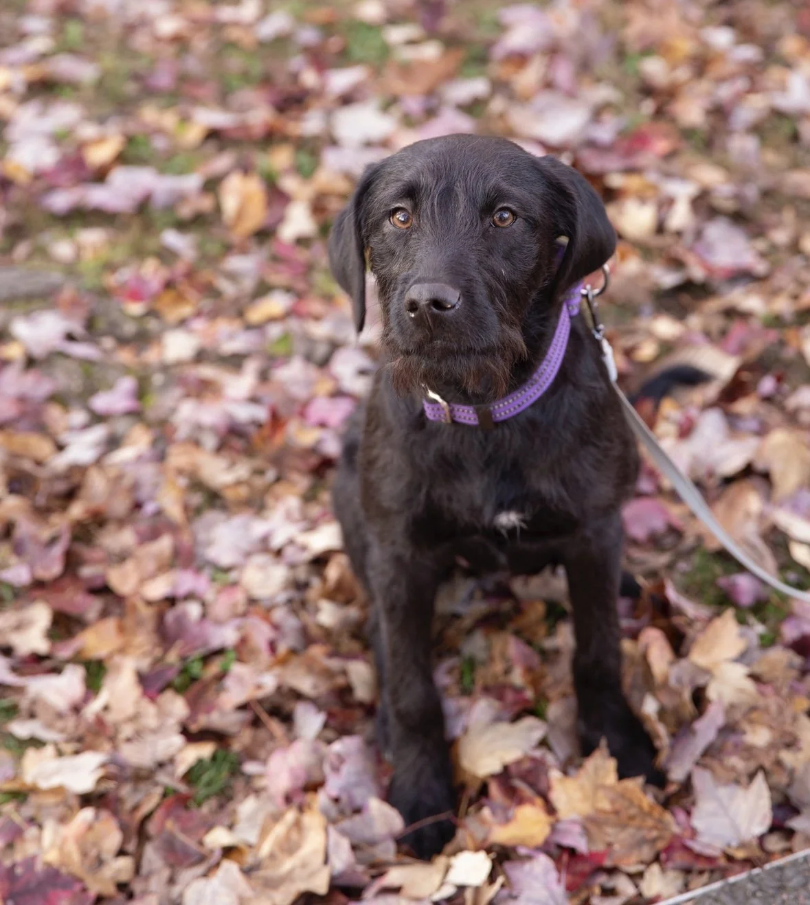 A black puppy with brown eyes sitting on fallen autumn leaves wearing a purple collar and leash, looking at the camera.