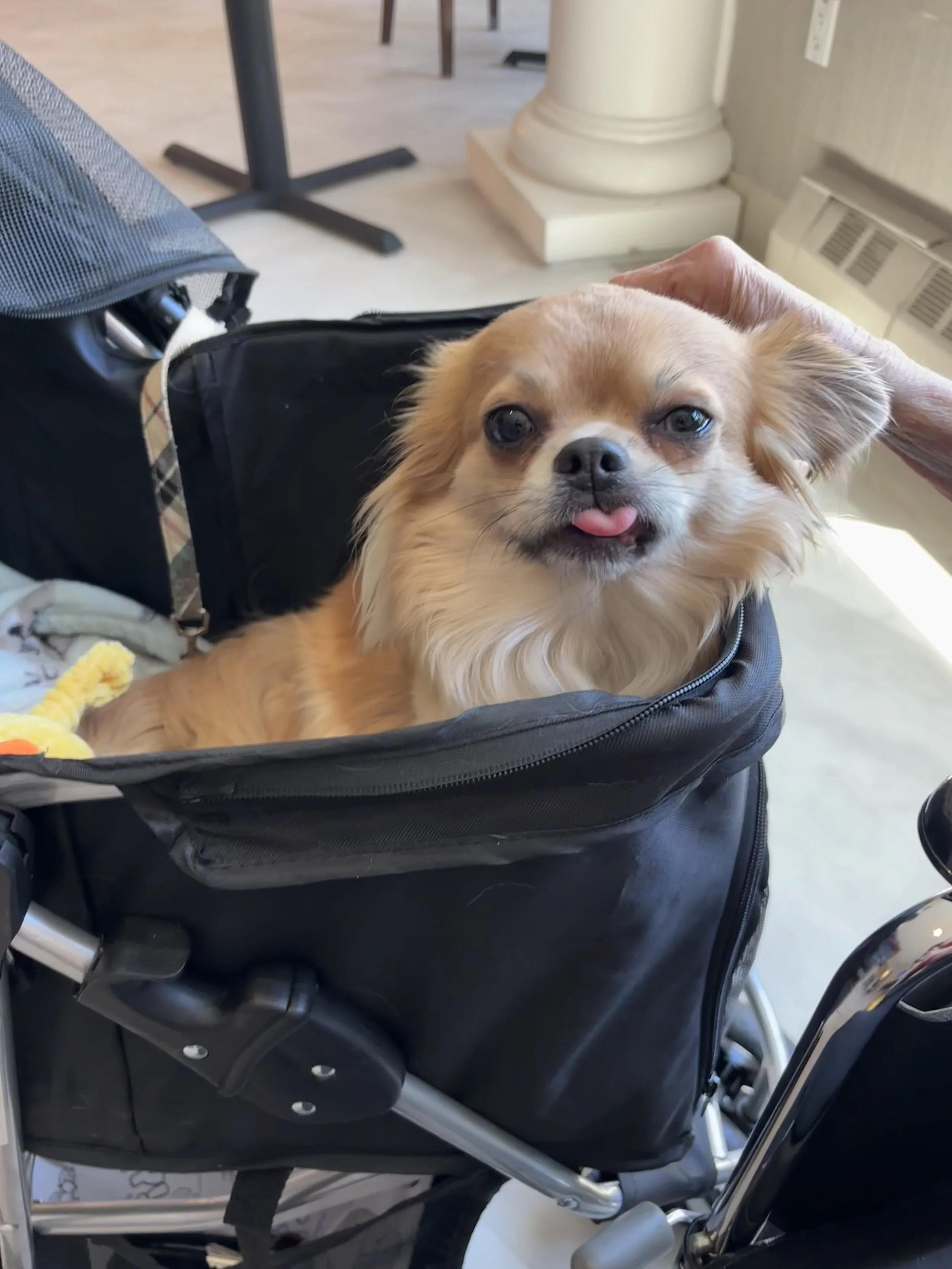 bambinostroller tongueout.jpeg