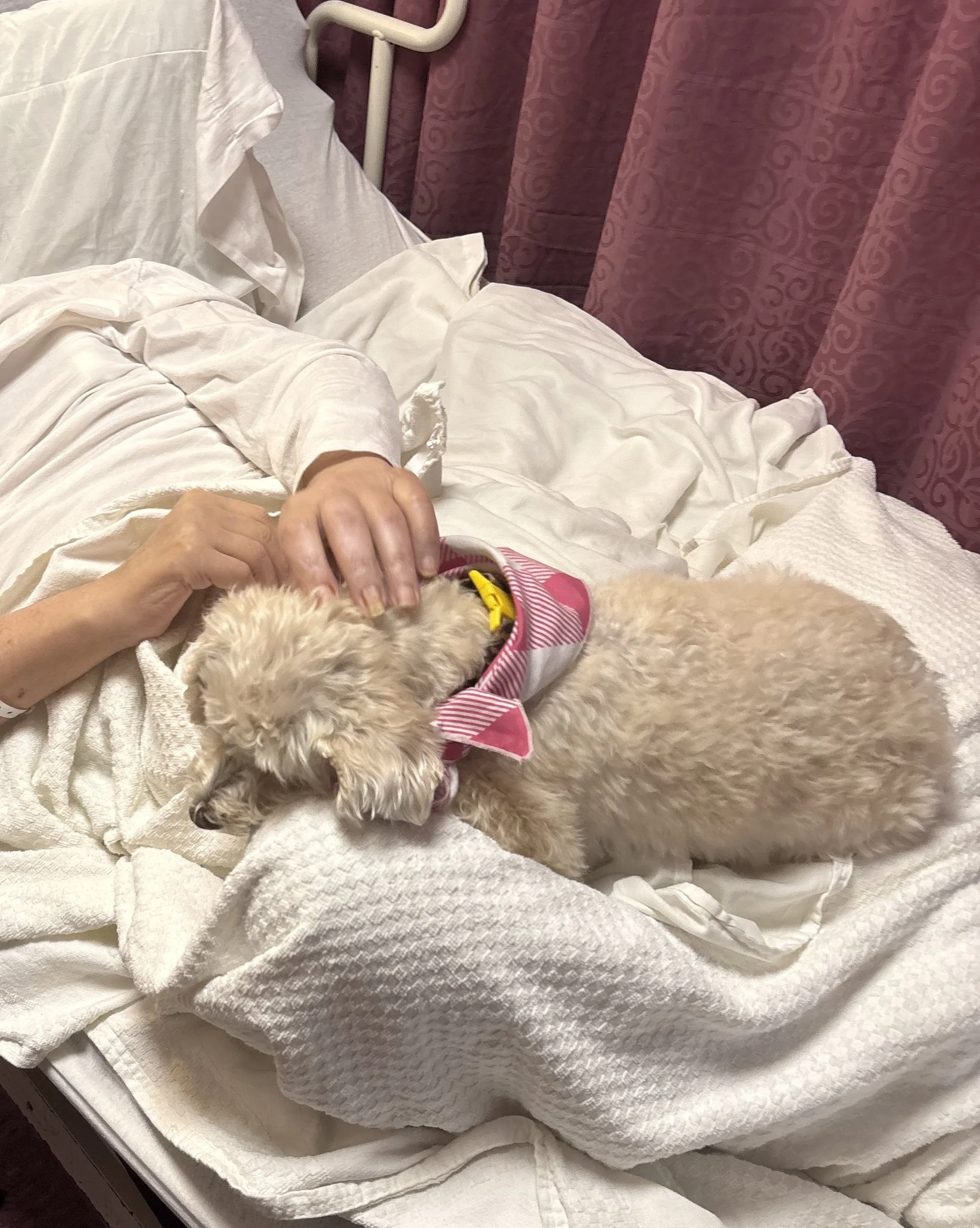 A person in white pajamas lying on a hospital bed with a small fluffy dog wearing a pink and white striped bandana on their lap.