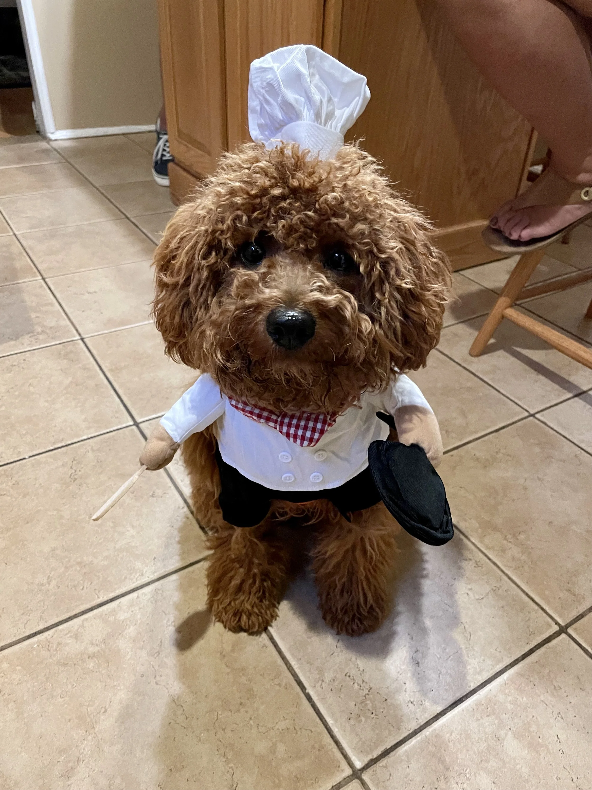 A brown curly-haired dog dressed as a chef with a white chef's hat, white chef's coat with a red and white checkered scarf, and a black apron, sitting on a tiled floor in a kitchen.
