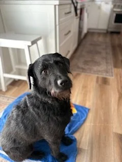 A black dog sitting on a blue blanket in a kitchen.