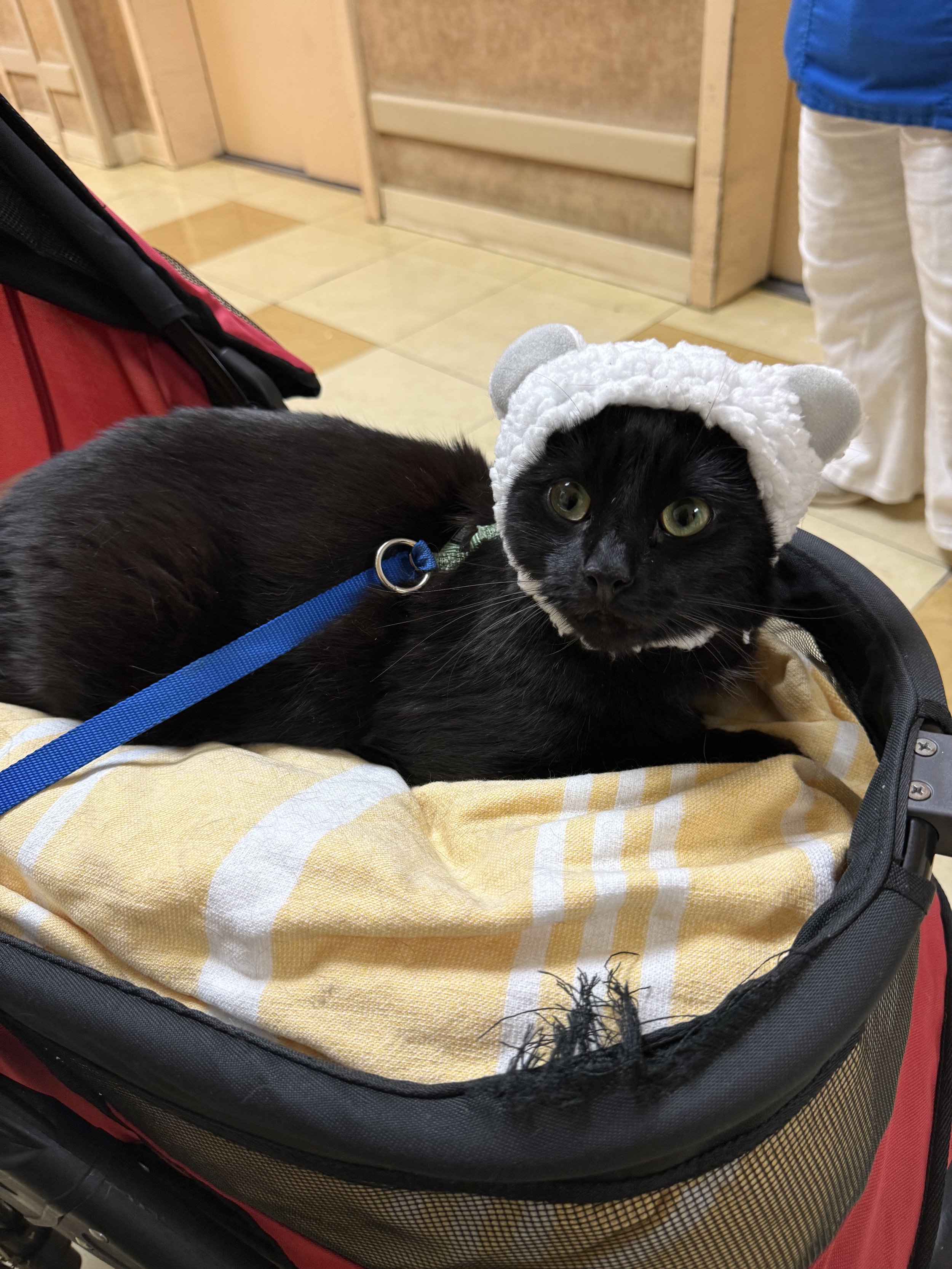 A black cat with yellow eyes wearing a white fluffy hat with bear ears, lying on a yellow and white checkered blanket inside a red pet stroller in a room with a beige tiled floor and wooden walls.