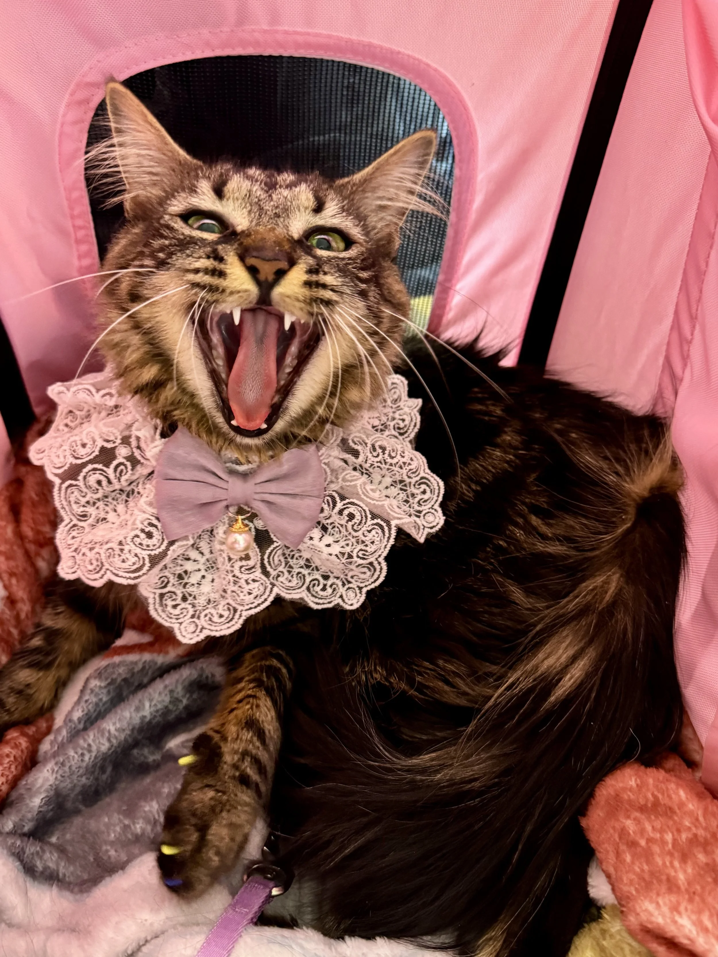 A tabby cat withs its mouth open, showing teeth and tongue, wearing a lace collar and bow tie, lying on a blanket inside a pink pet carrier.