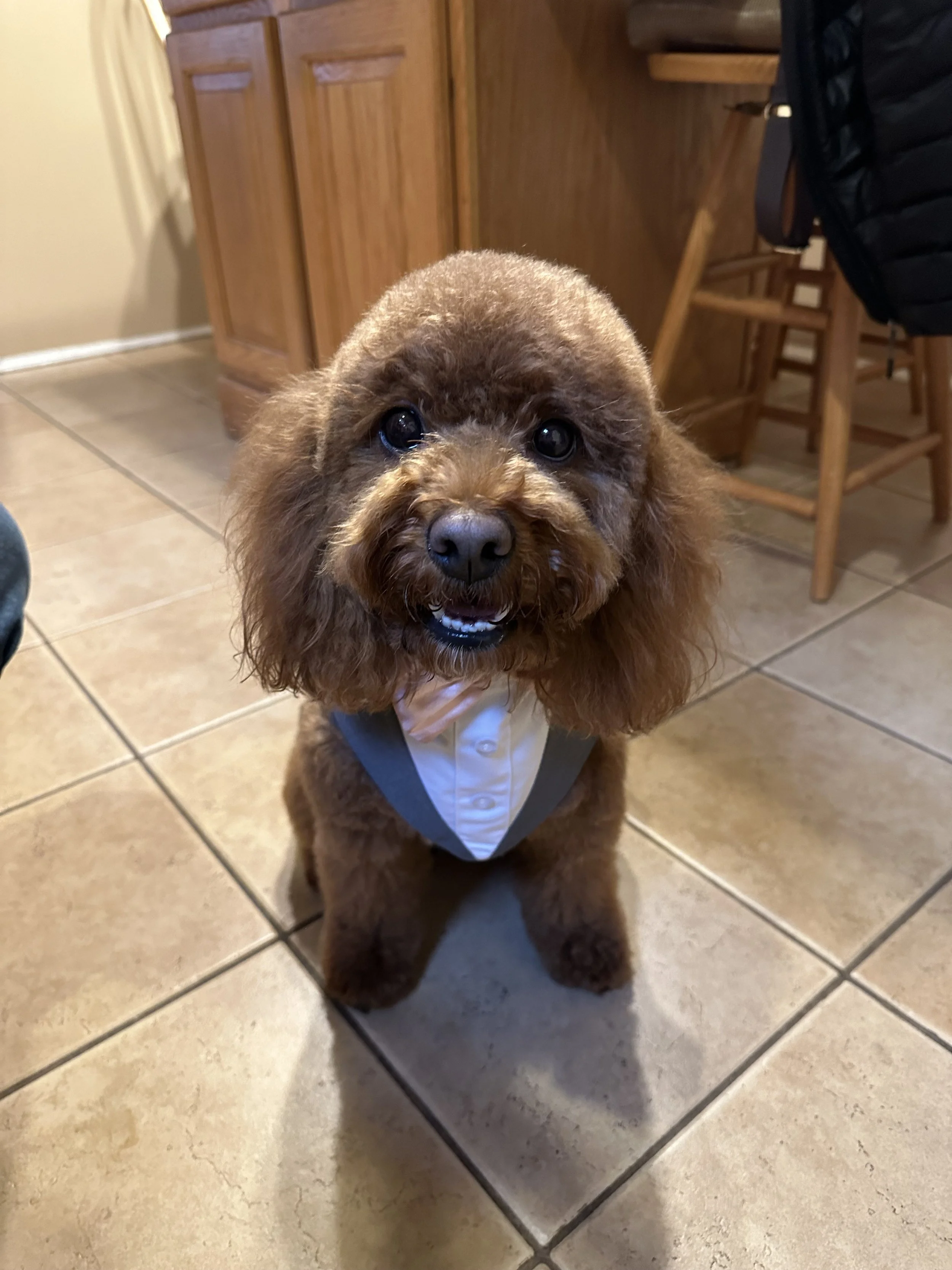 A small brown puppy with fluffy fur and dark eyes, wearing a white and gray vest, is sitting on a tiled floor in a kitchen with wooden cabinets and a chair in the background.