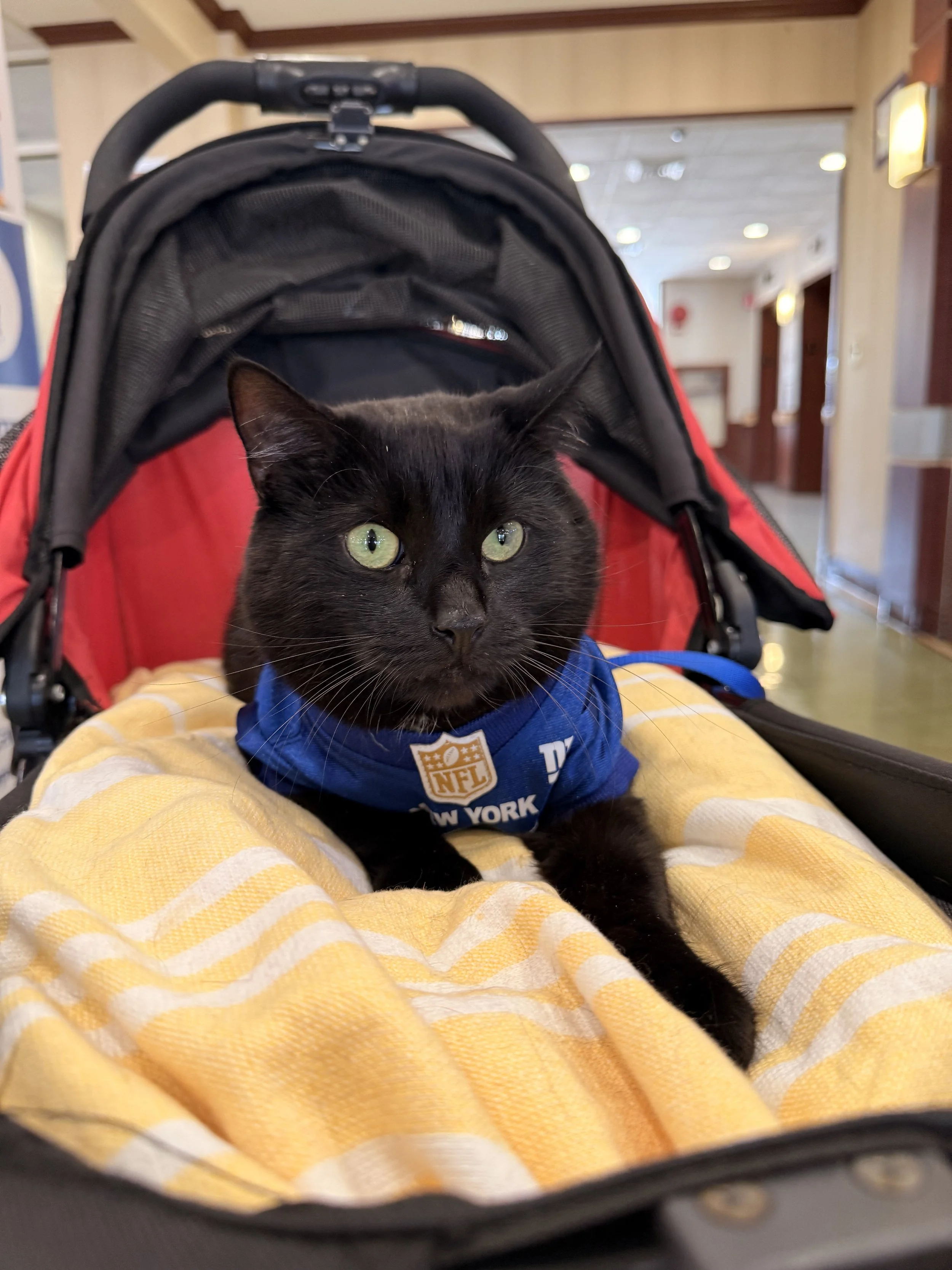 Black cat with green eyes wearing a blue NFL New York jersey sitting in a stroller, with yellow and white striped blanket underneath, in an indoor setting.