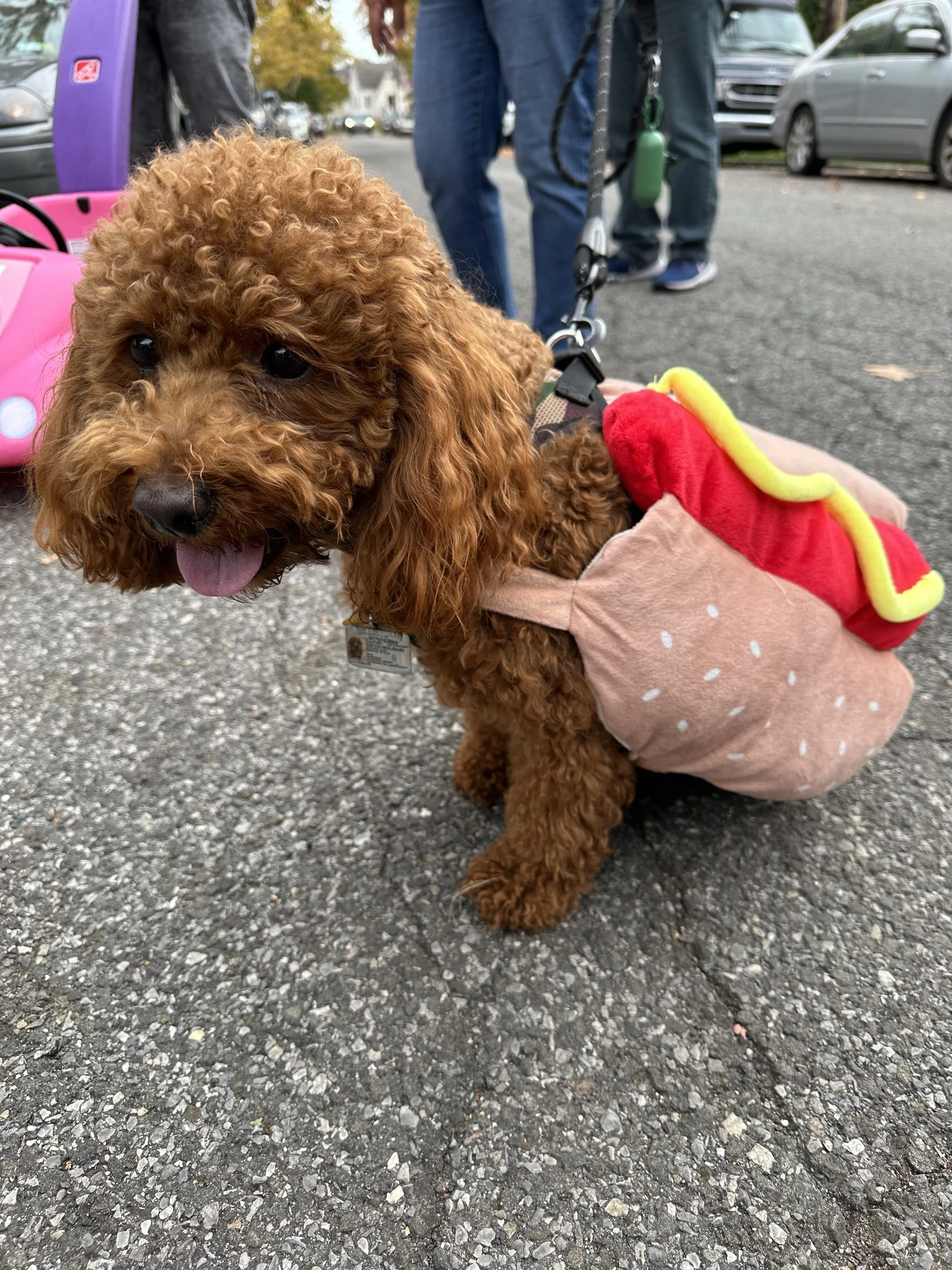 A cute, curly-haired brown poodle wearing a taco-shaped costume on its back, taken on a street with parked cars and people in the background.