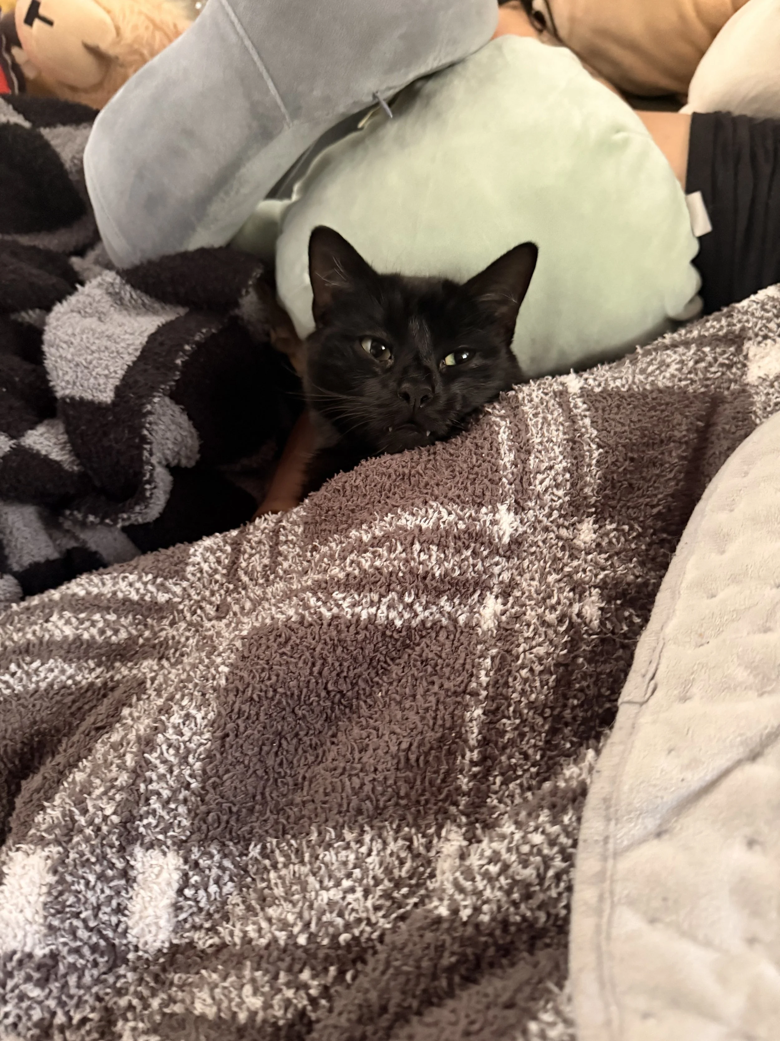 A black cat lying on a textured brown and white blanket surrounded by various pillows, including a light green pillow, a gray pillow, and a cream-colored pillow, in a cozy setting.
