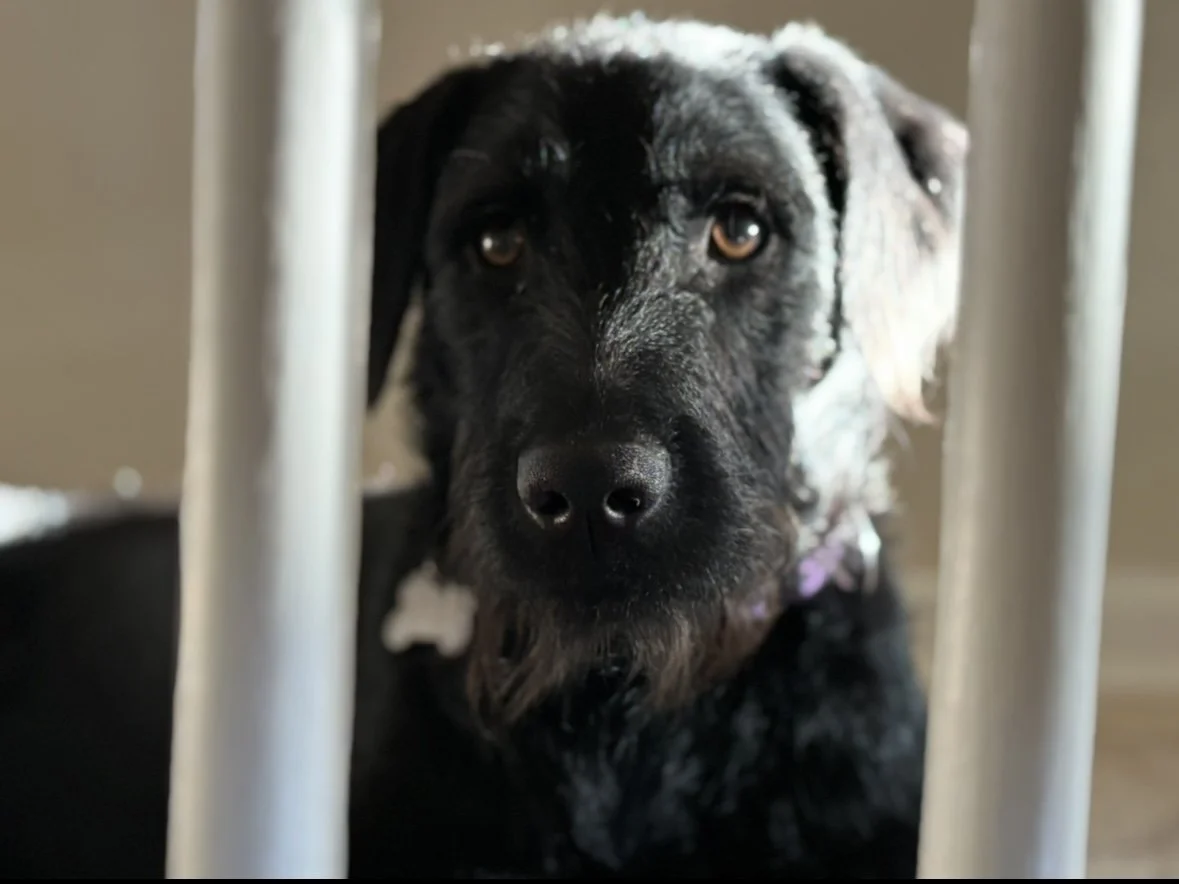 Close-up of a black and gray dog with light brown eyes, behind metal bars, looking at the camera.