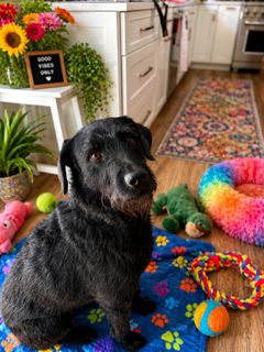 Black dog sitting on a blue blanket surrounded by colorful toys in a cozy, brightly lit kitchen with a patterned rug and houseplants.