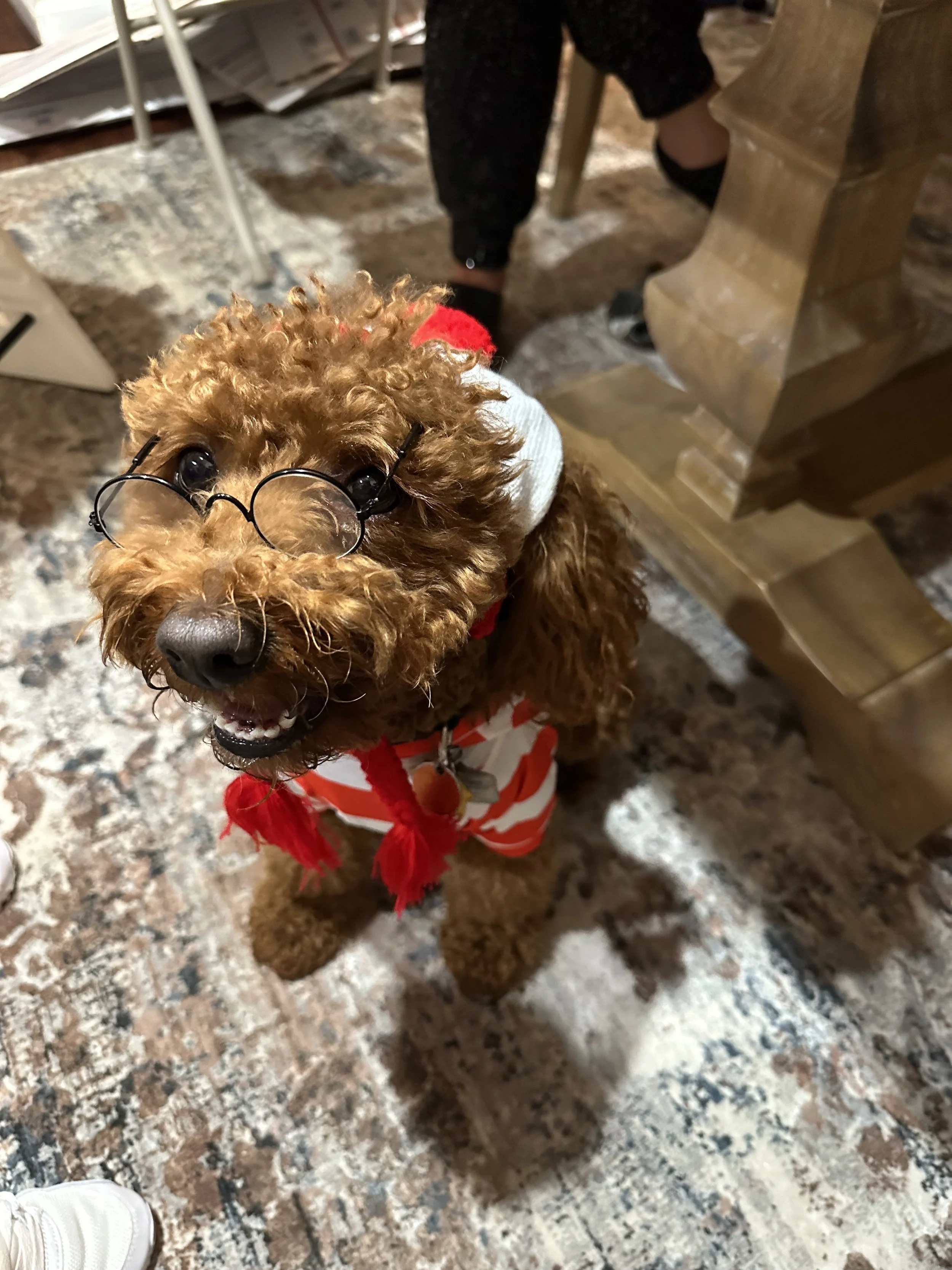 A small brown curly-haired dog wearing glasses and a red-and-white striped outfit, standing on a patterned floor near wooden furniture, looking up at the camera.