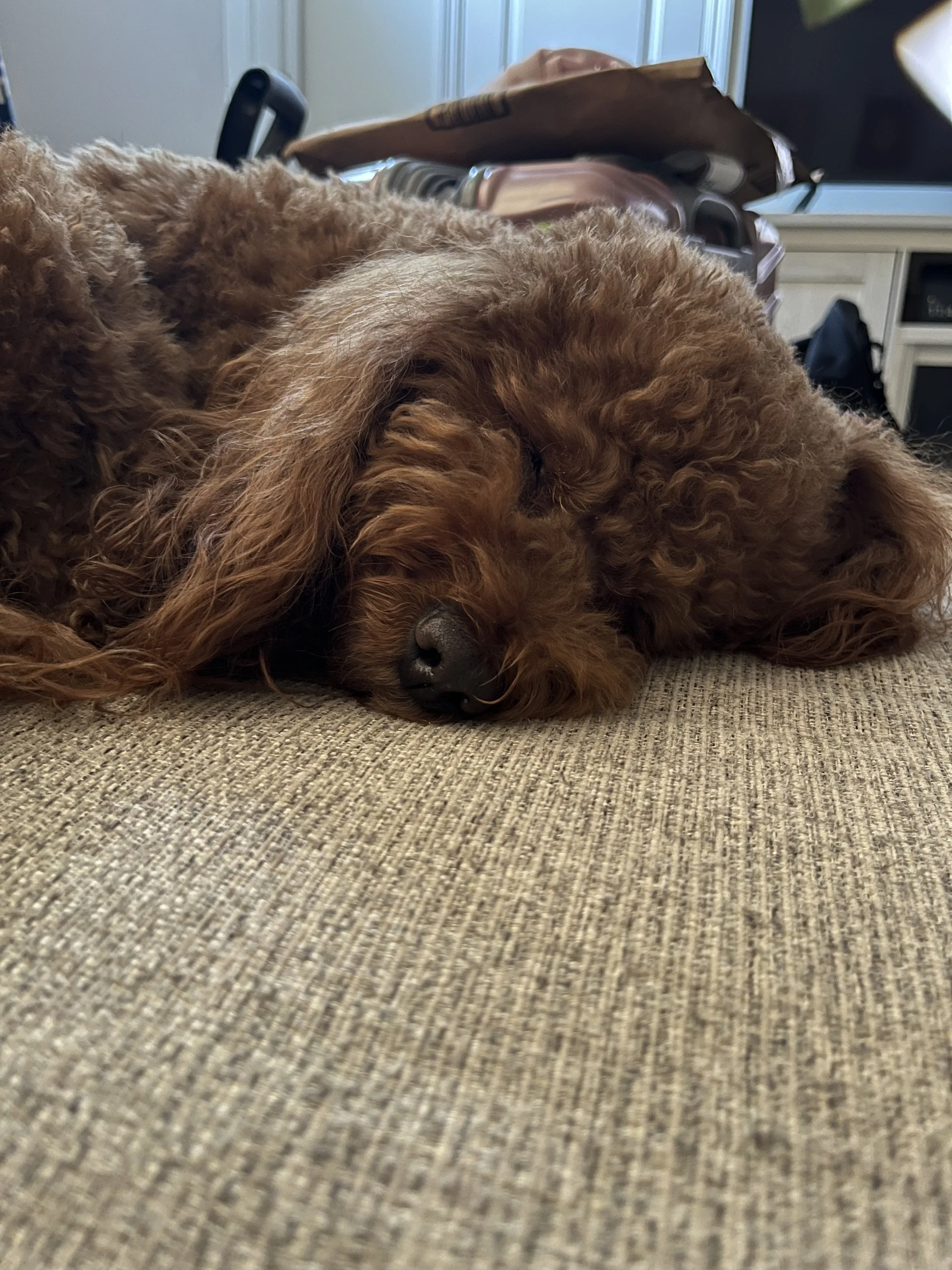 Close-up of a sleeping brown curly-haired dog lying on a textured beige surface.