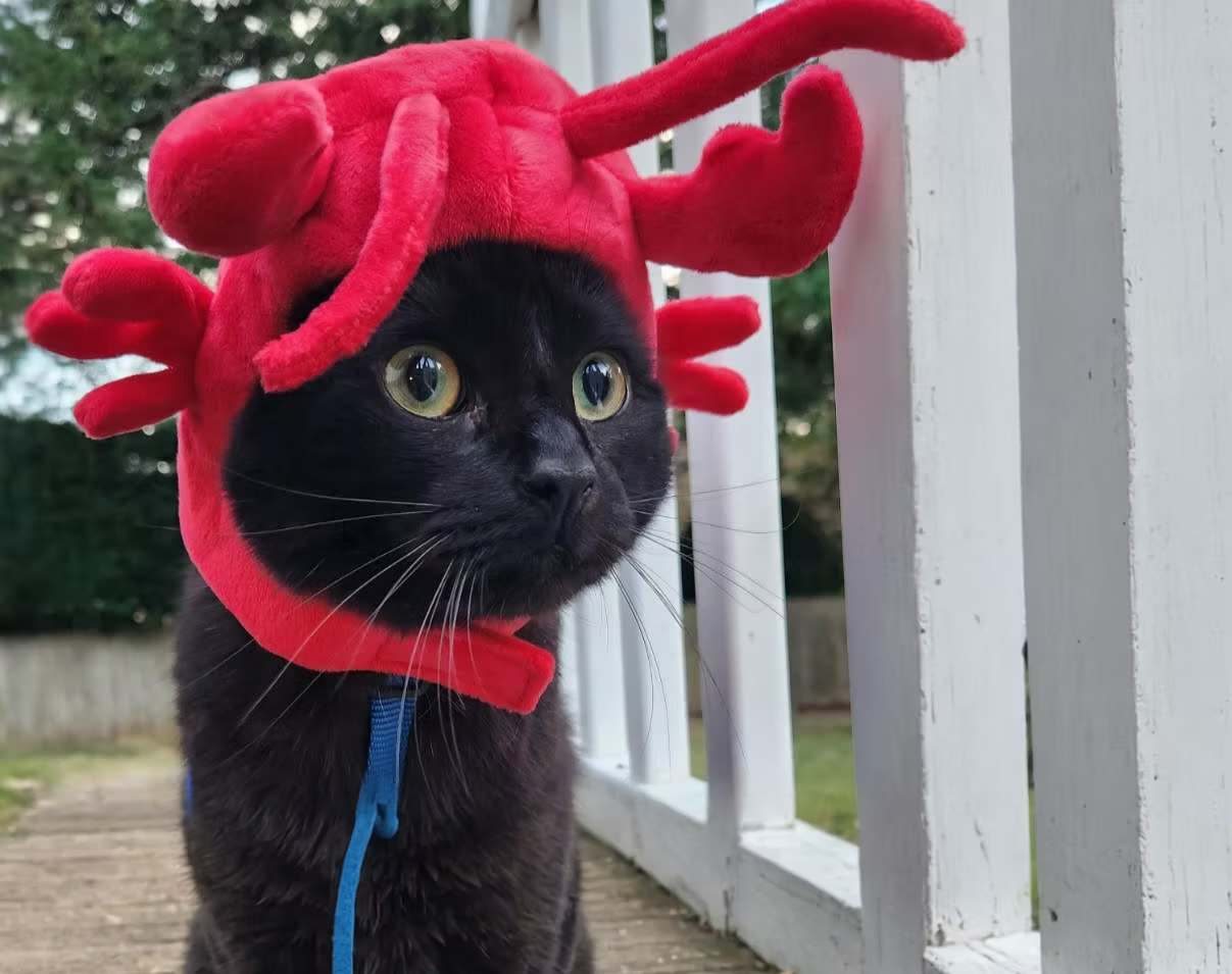 Black cat wearing a red plush lobster hat outside on a porch.