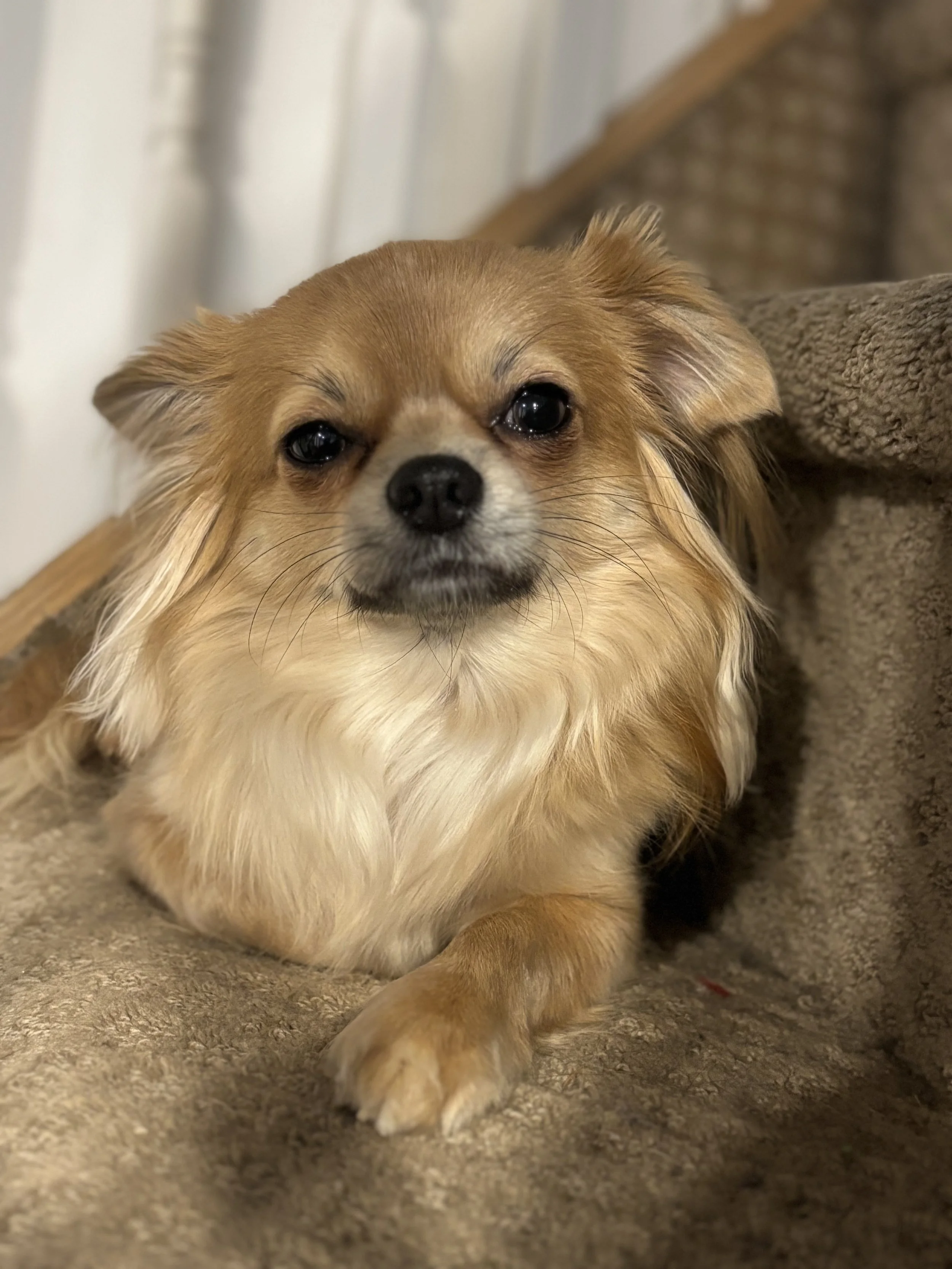 Close-up of a small, tan and white dog with large, dark eyes, lying on a carpeted surface.
