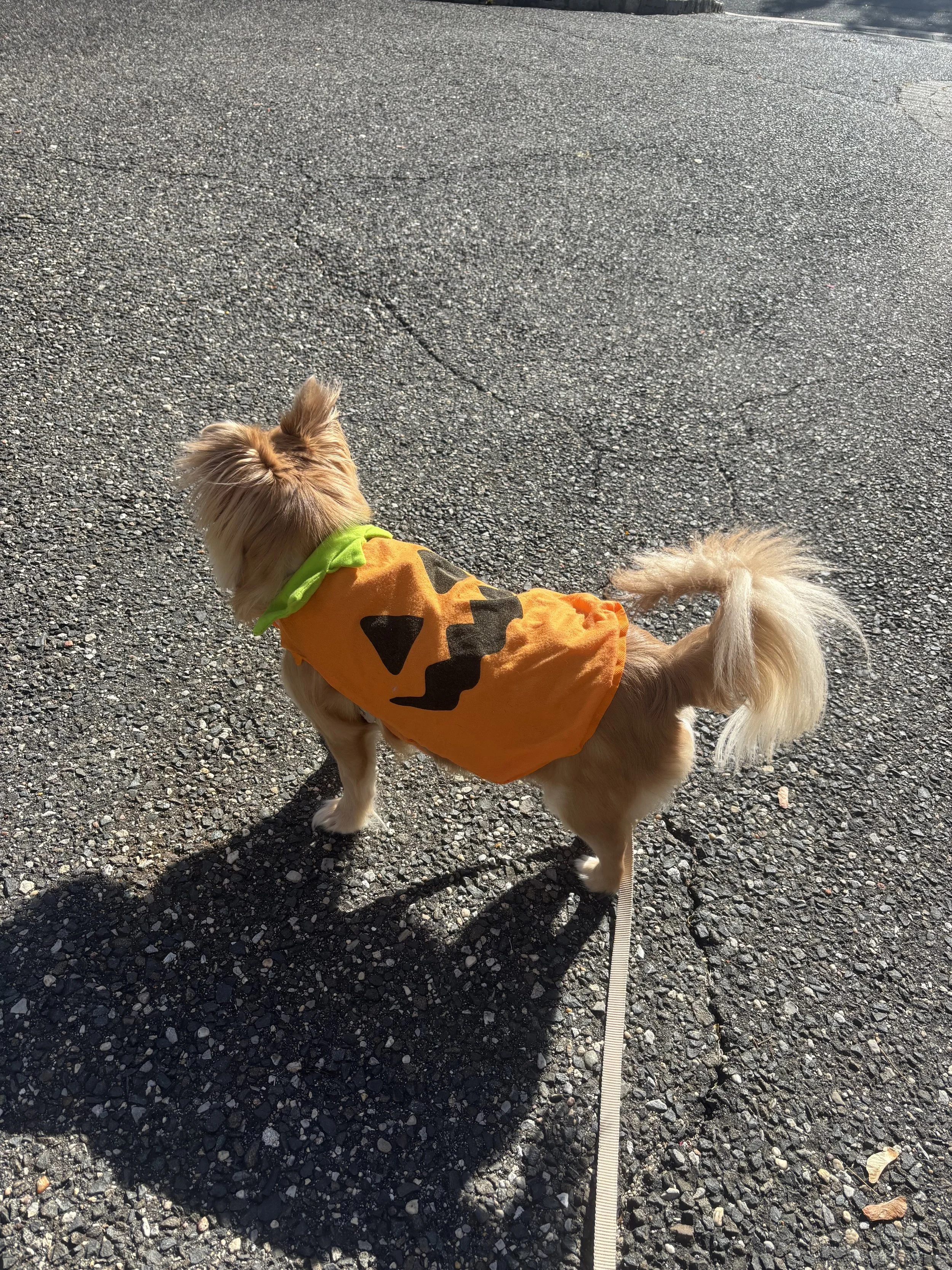 A small dog with long, light brown fur wearing an orange Halloween costume with black jack-o'-lantern face and a bright green collar. The dog is on a leash and walking on a gravel road.