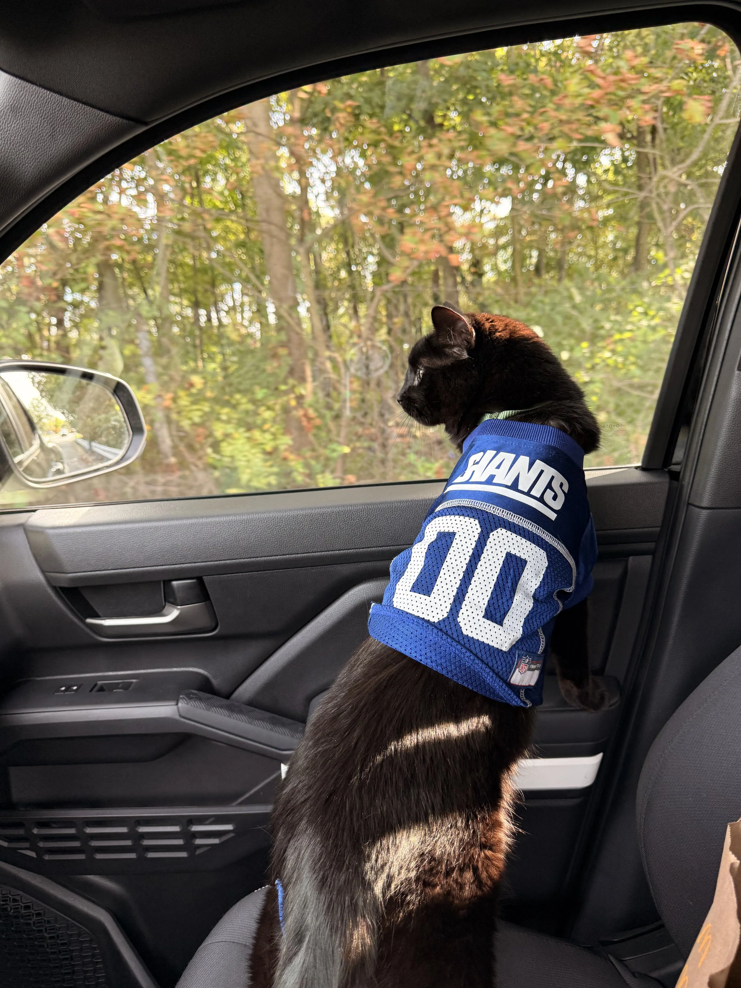 A black dog wearing a blue New York Giants football jersey sitting in the front passenger seat of a car, looking out the window at trees with green and orange leaves.