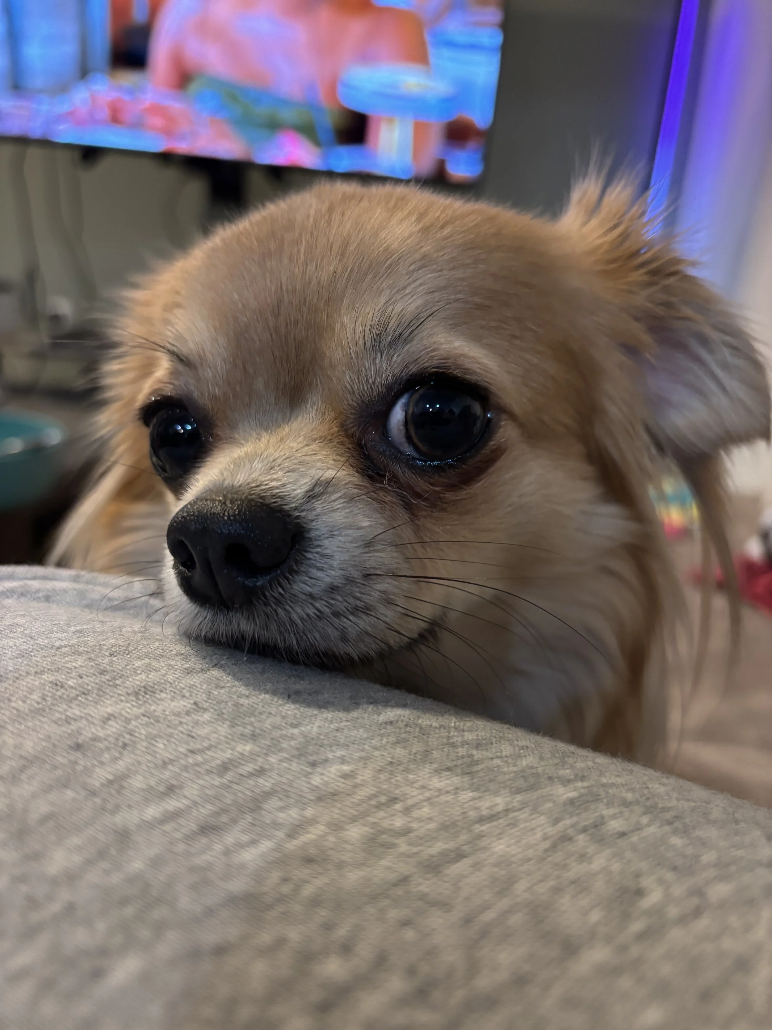 Close-up of a small dog resting its head on a gray fabric surface, with large, dark eyes and brown fur. In the background, a blurred television screen shows colorful imagery.
