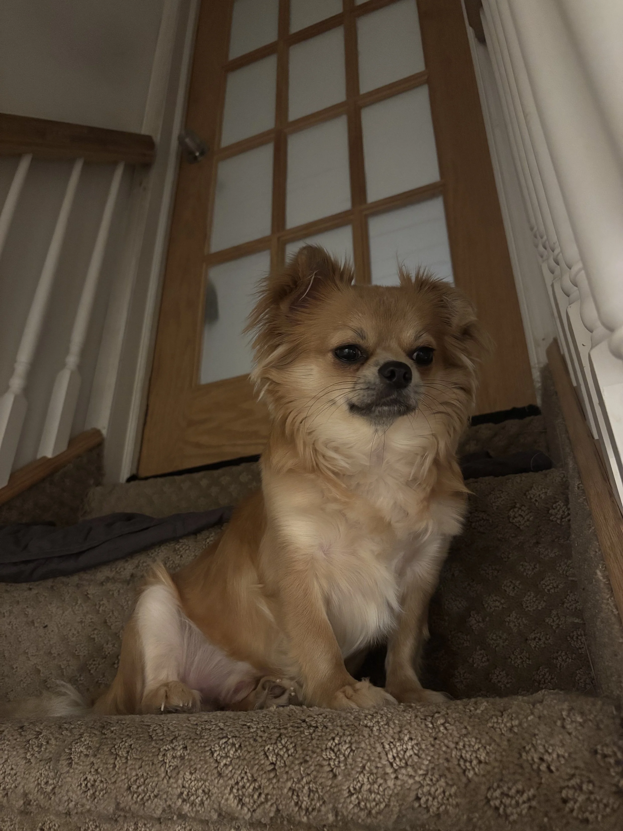 A small tan and white dog sitting on a carpeted staircase at the bottom of a stairway, with a wooden door and white railings in the background.