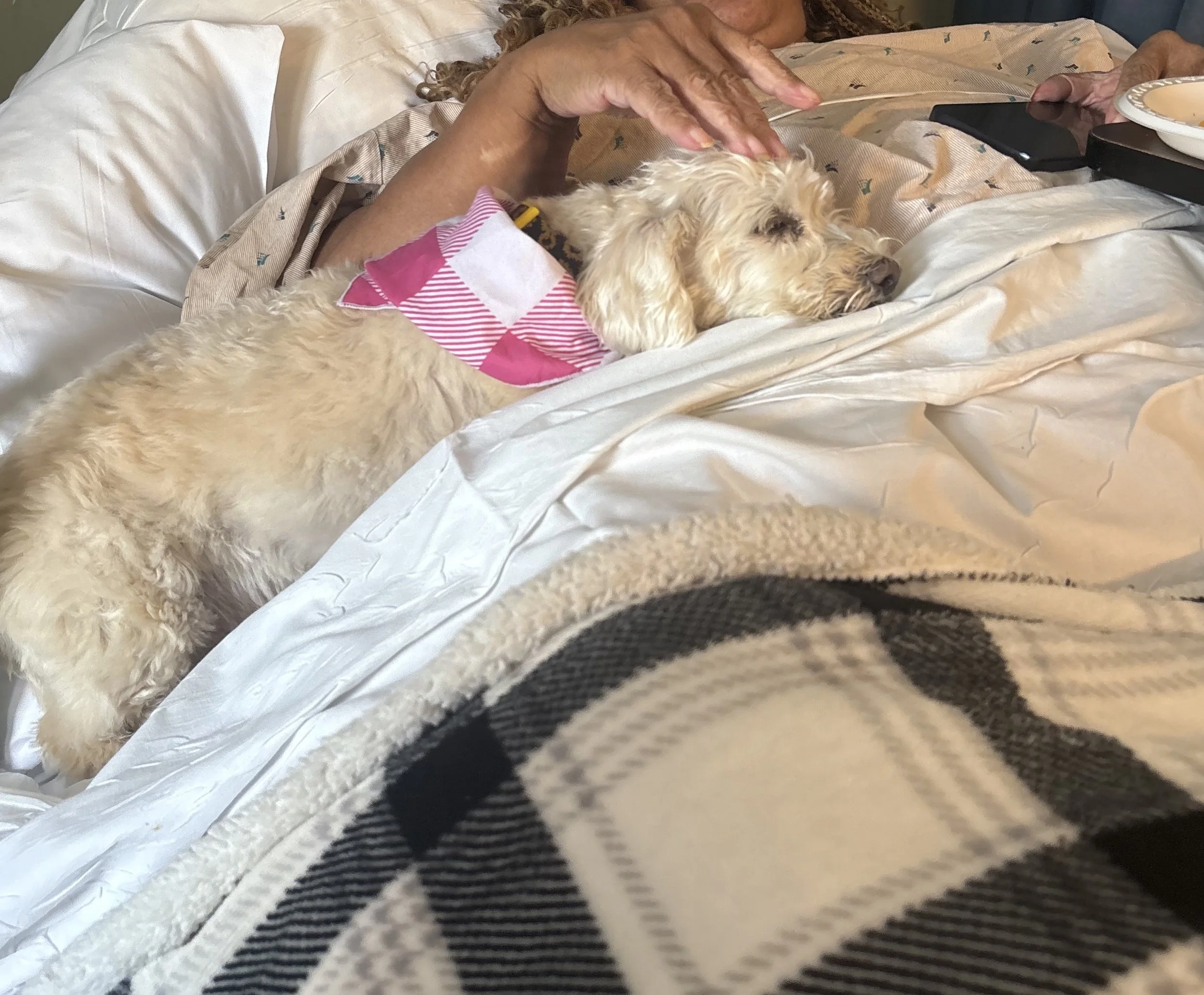 A person lying in a hospital bed with a small, light-colored dog resting on their chest. The person is reaching out towards the dog's head with their hand. There are various items including a smartphone and a dish on a tray next to the bed.