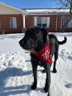 Black dog wearing a red bandana standing on snow-covered ground in front of a brick house.