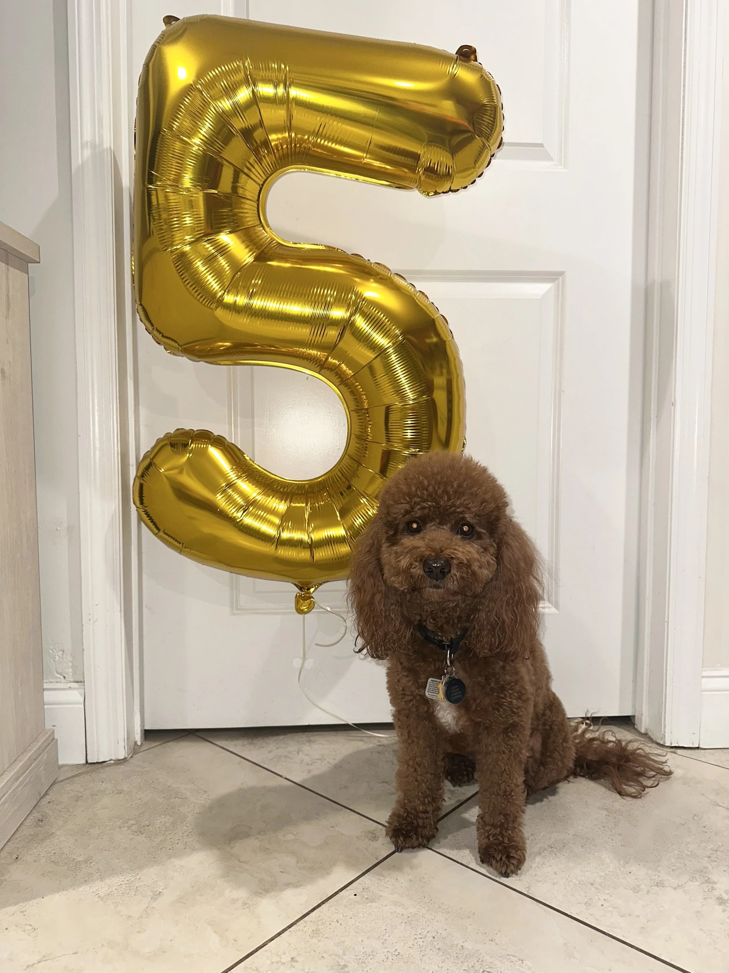 A brown poodle sitting on a tiled floor in front of a white door, with a large gold number 2 balloon behind it.
