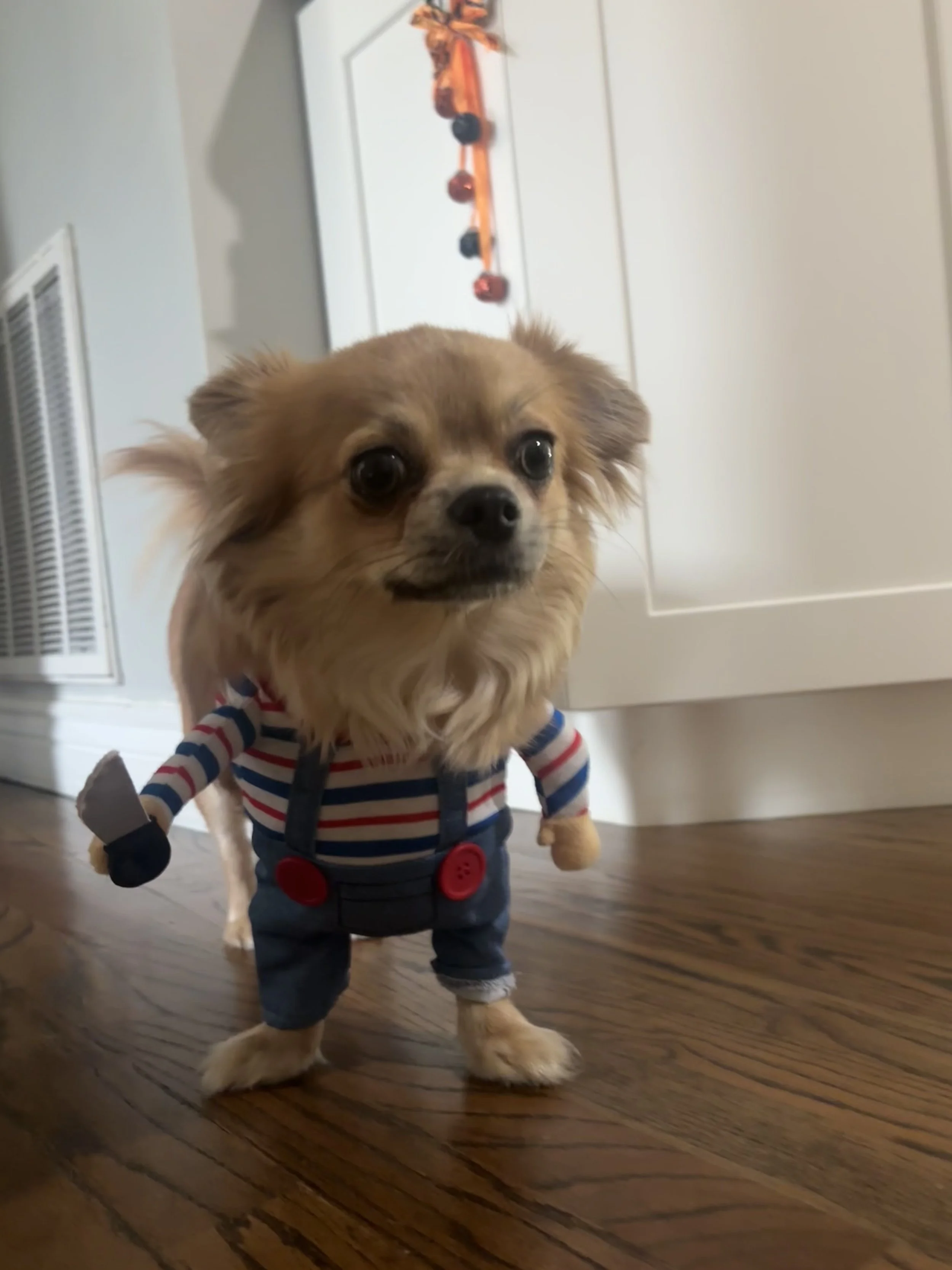 A small dog dressed in a striped shirt and jeans, standing on hardwood floor, with a white door and decoration in the background.