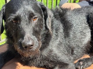 Close-up of a black dog lying down outdoors in front of a green fence.
