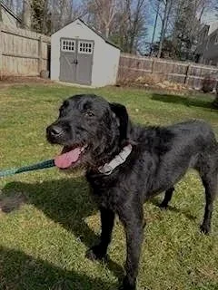 A black dog with a pink tongue standing on grass in a backyard, with a grey shed and wooden fence in the background.