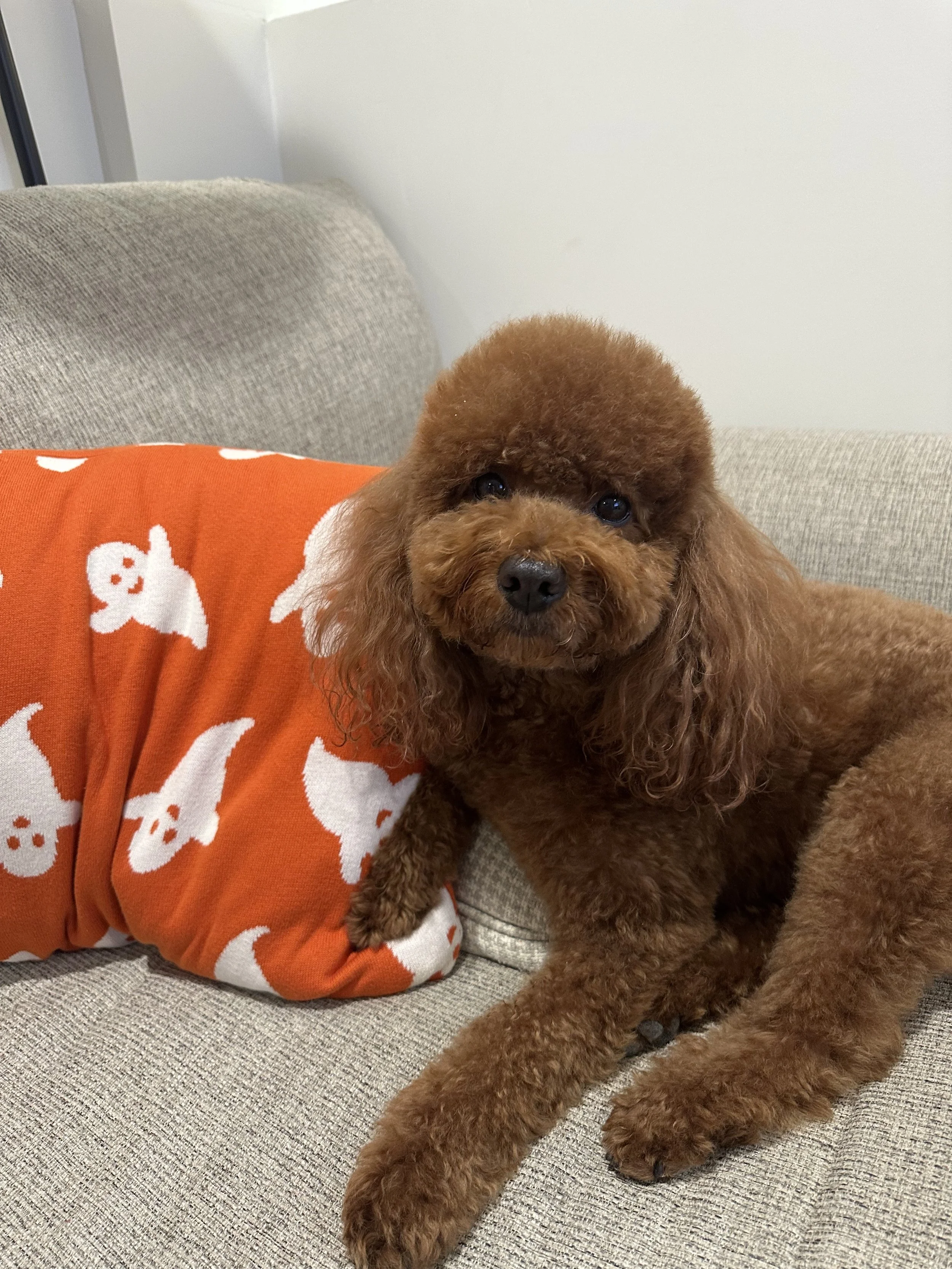 A brown poodle lying on a gray sofa with an orange blanket with white ghost patterns. The poodle has dark eyes and curly fur, looking directly at the camera.