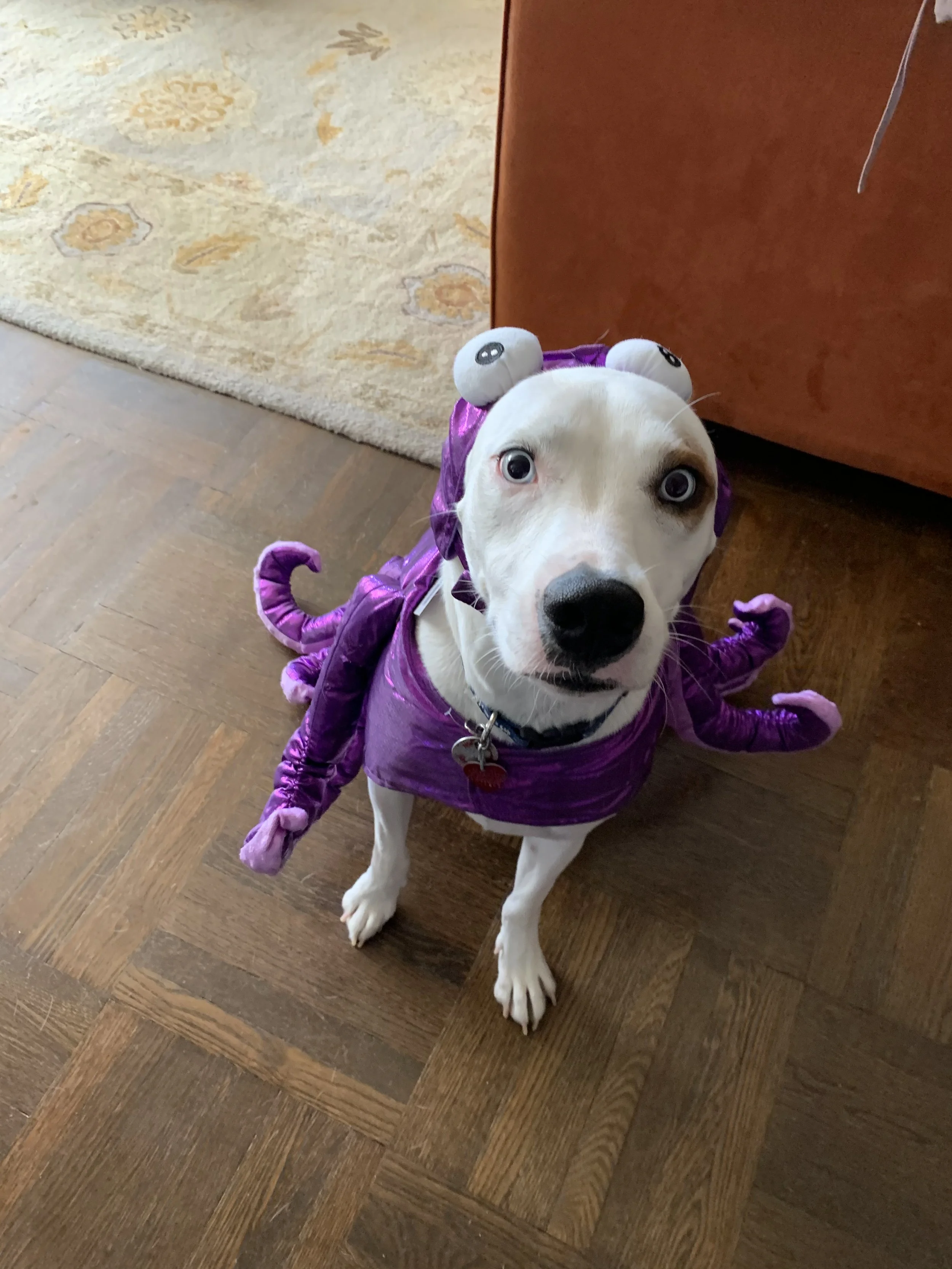 A dog with blue eyes wearing a purple costume with a dragon or dinosaur design, sitting on a wooden floor indoors near a red-orange piece of furniture.