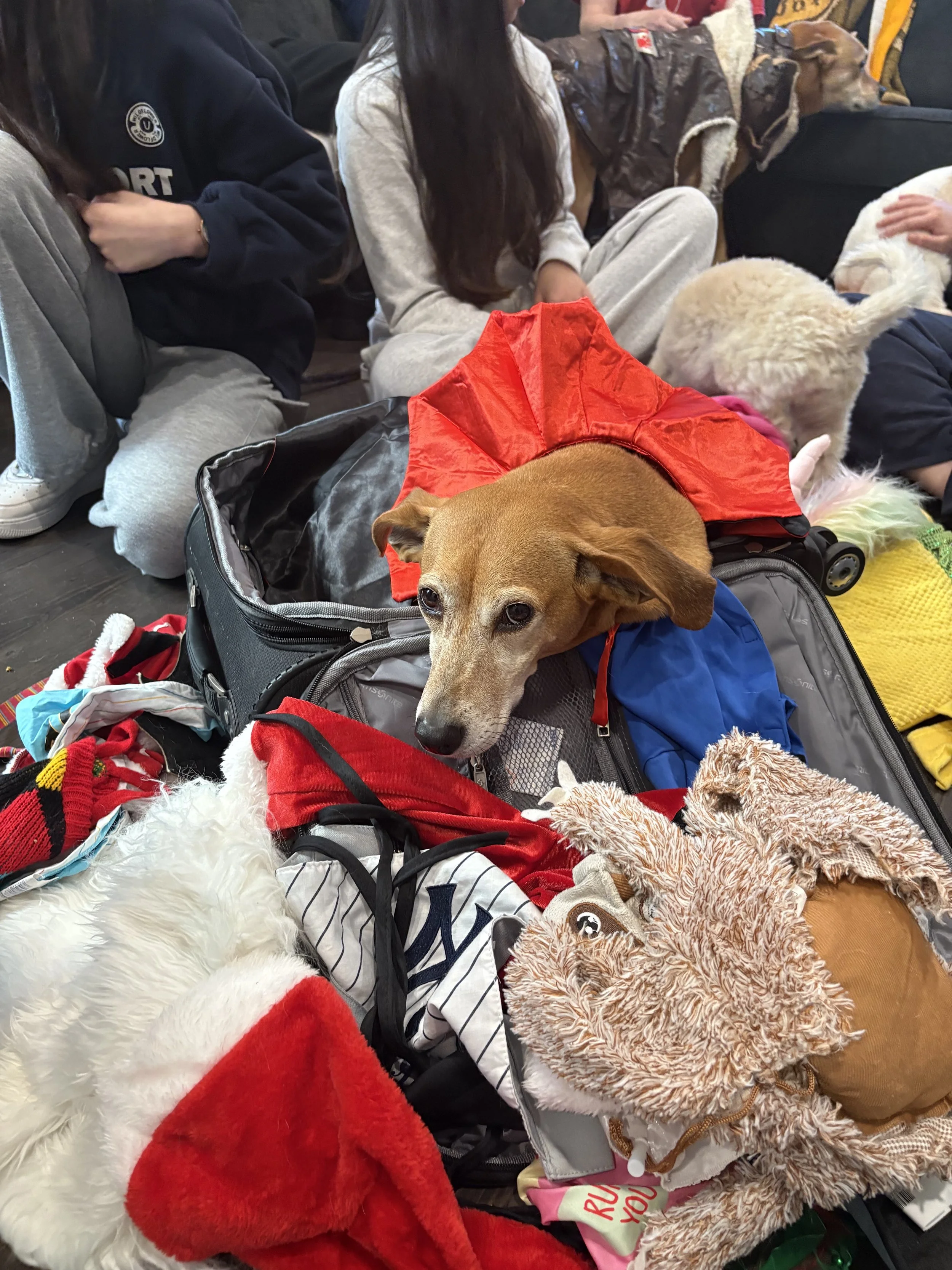 A group of people and dogs sitting closely together indoors, with some of the dogs wearing festive apparel such as a red cape. The scene suggests a cozy gathering, possibly during the holiday season.