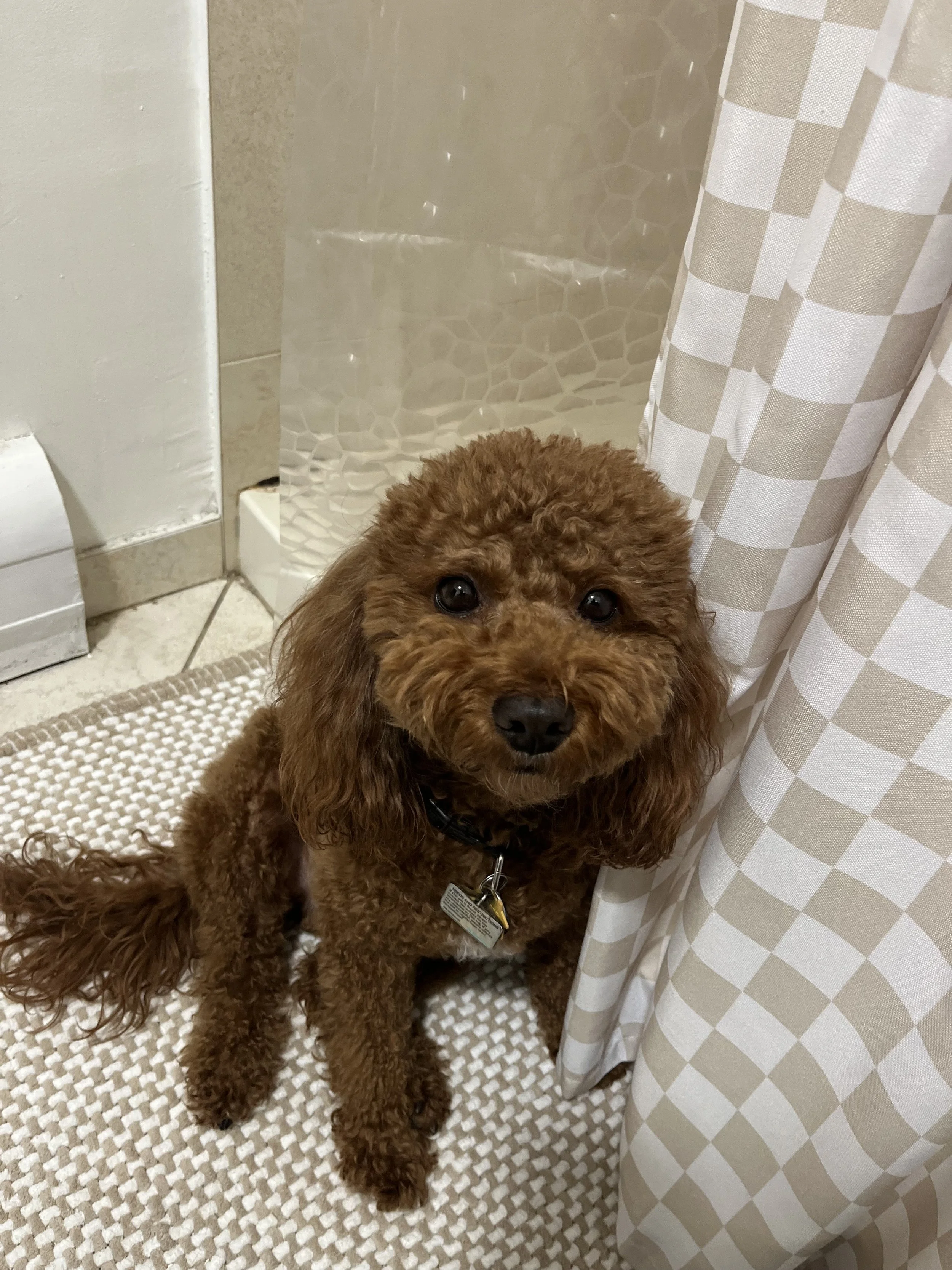 A brown curly-haired puppy with a black collar and a tag, sitting on a beige textured rug, in a bathroom with a shower curtain and tiled floor.