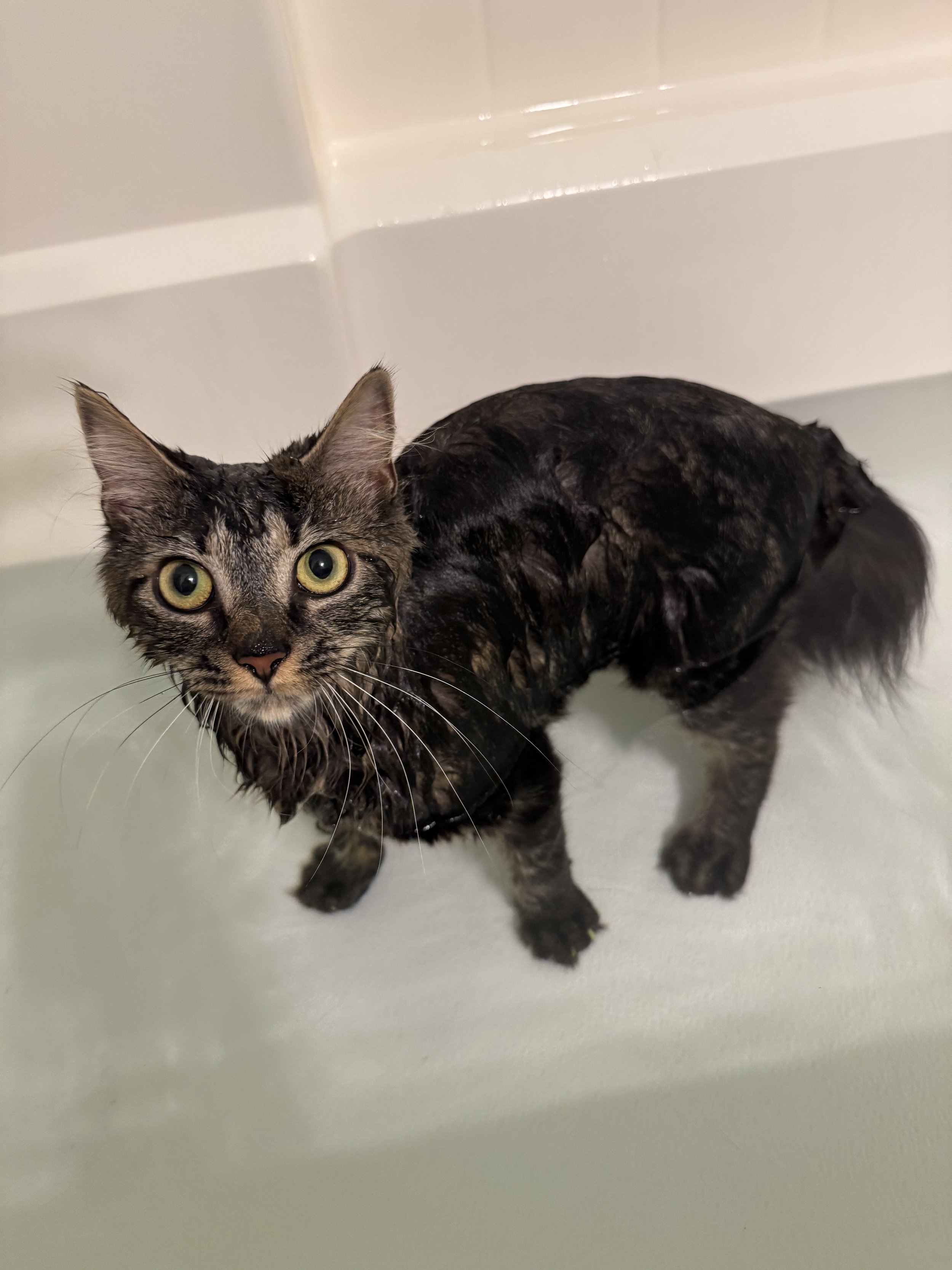 Wet tabby cat with yellow eyes standing in a bathroom or shower area.