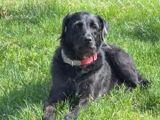 Black dog lying on green grass outside