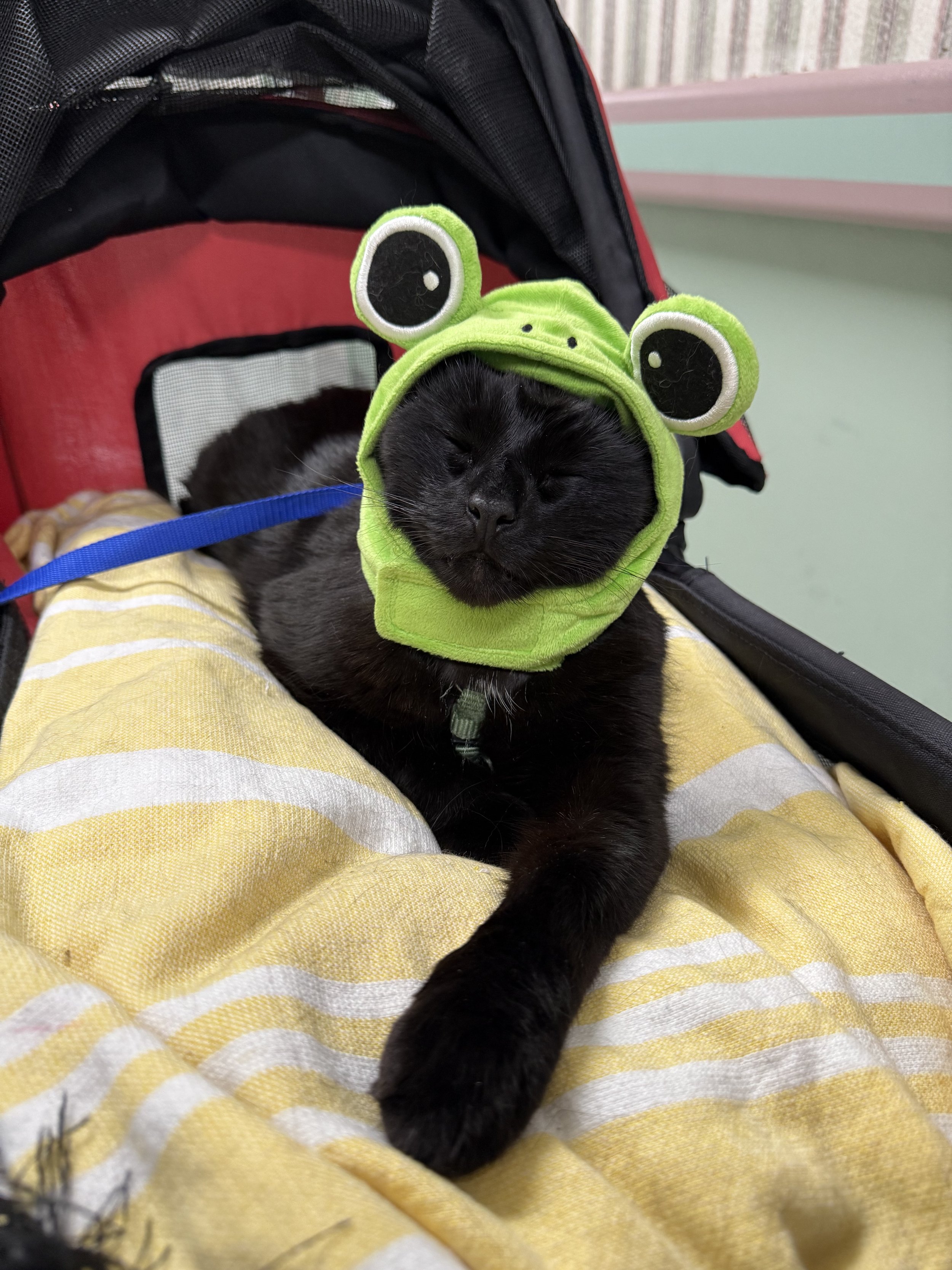 A black kitten sleeping peacefully on yellow and white striped fabric, wearing a green frog costume with large googly eyes.