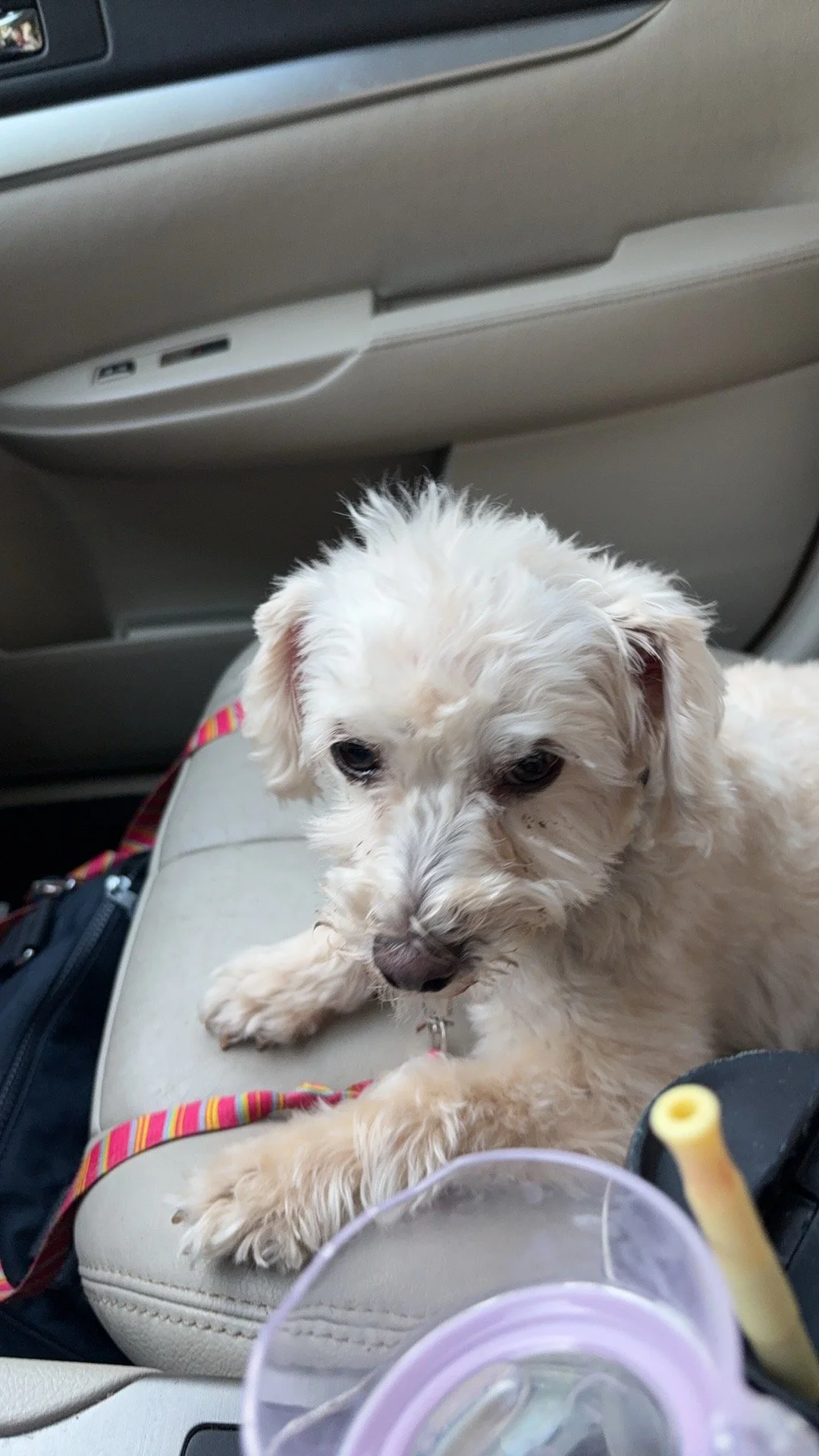 A small white dog with curly fur lying on a car seat, looking towards the camera, with a colorful leash attached.