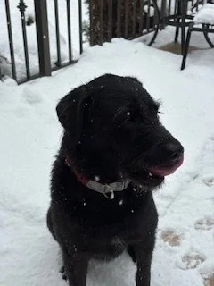 A black dog sitting in the snow outside a fenced area, with snow on its fur and its tongue out.