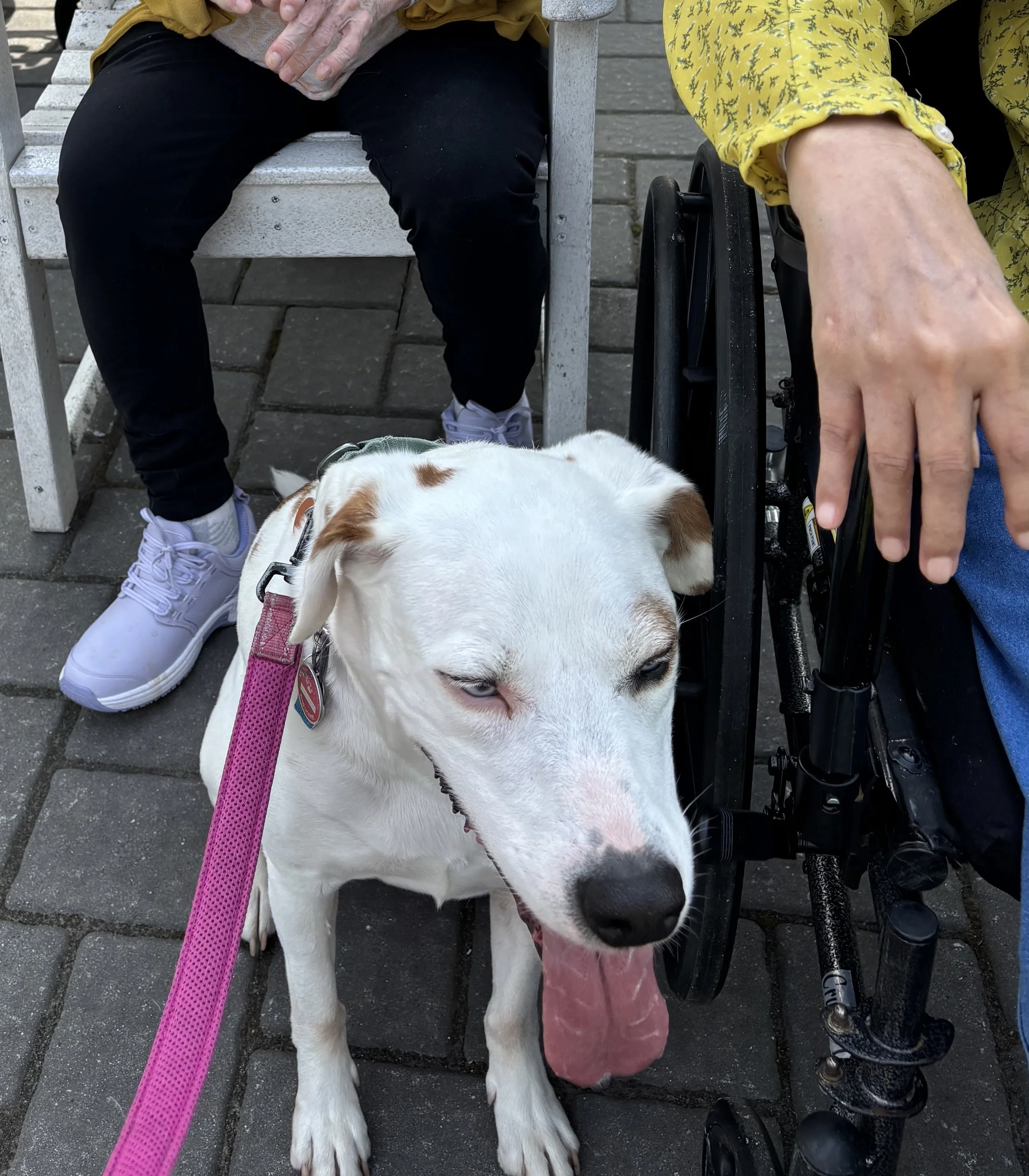 A white dog with brown spots and a pink leash, sitting on a paved ground in front of two people sitting on benches. One person is wearing white sneakers and black pants, while the other has a yellow patterned shirt and a wheelchair with black wheels.