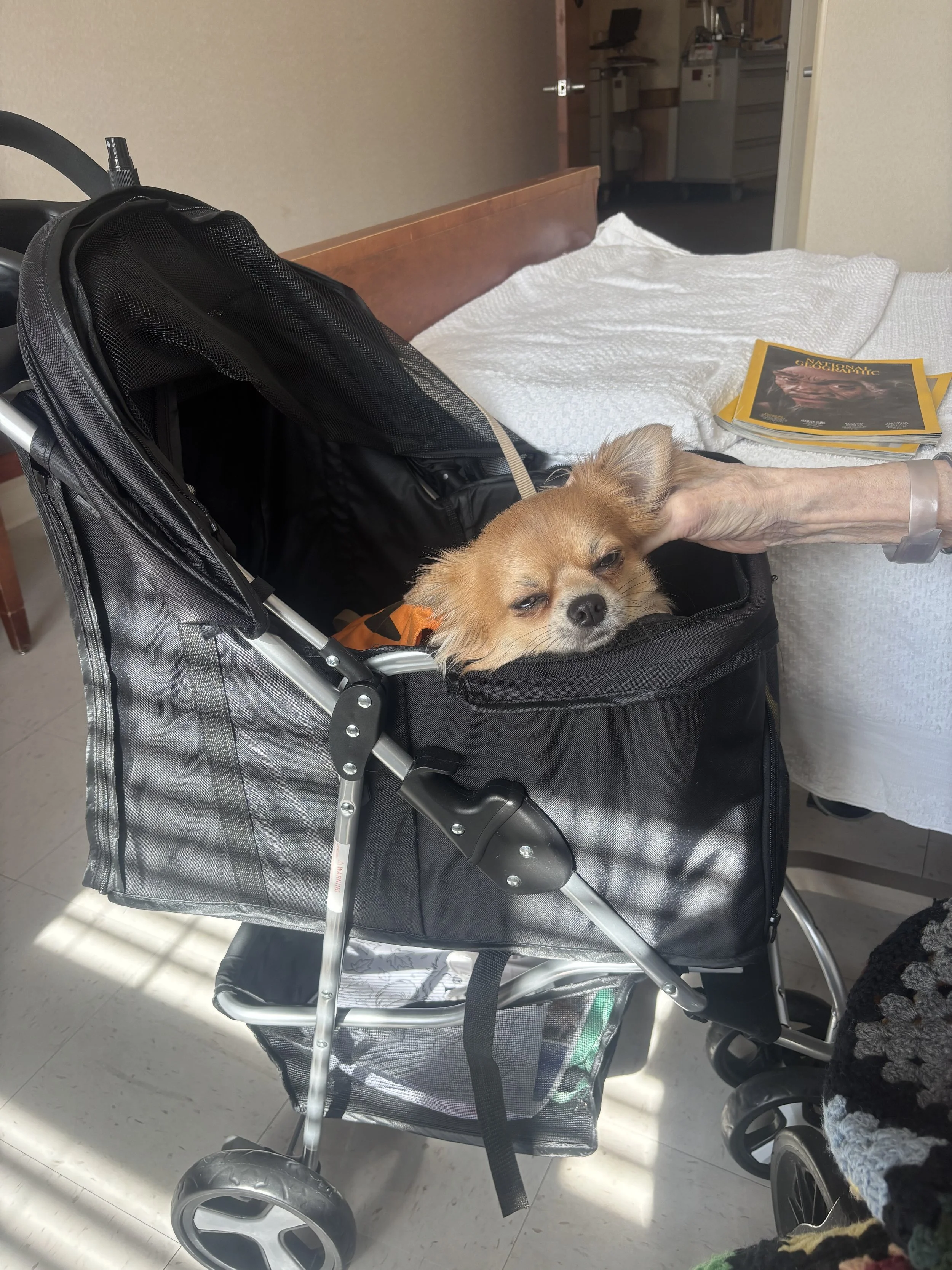 A small dog with tan and white fur resting inside a pet stroller, with a white blanket covering the stroller's bottom and a yellow pamphlet or magazine on top. The stroller is positioned near a wooden headboard and a bed.